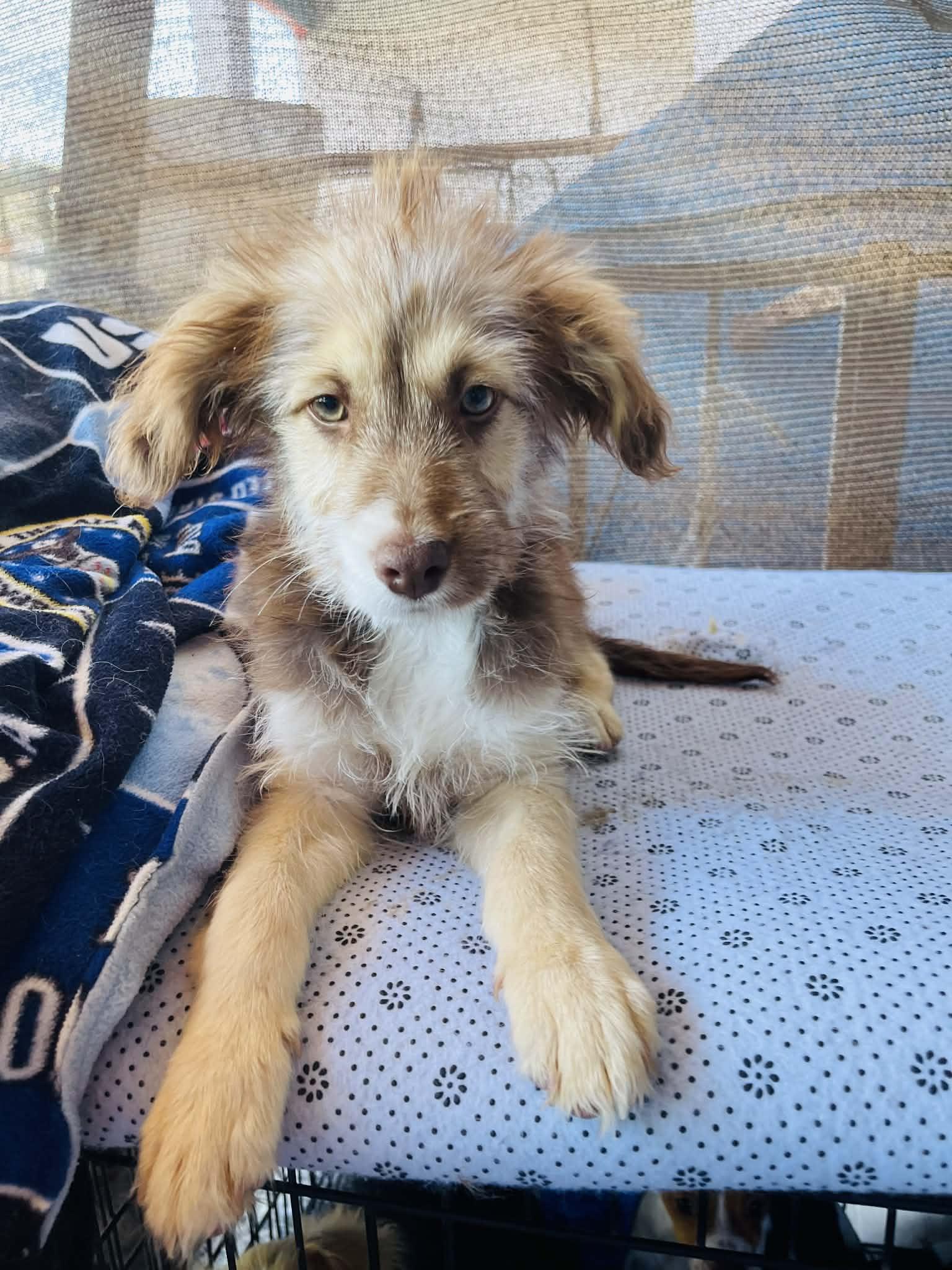 Enlarge Hansel, an adopted mixed breed in Escondido, CA image 5/5