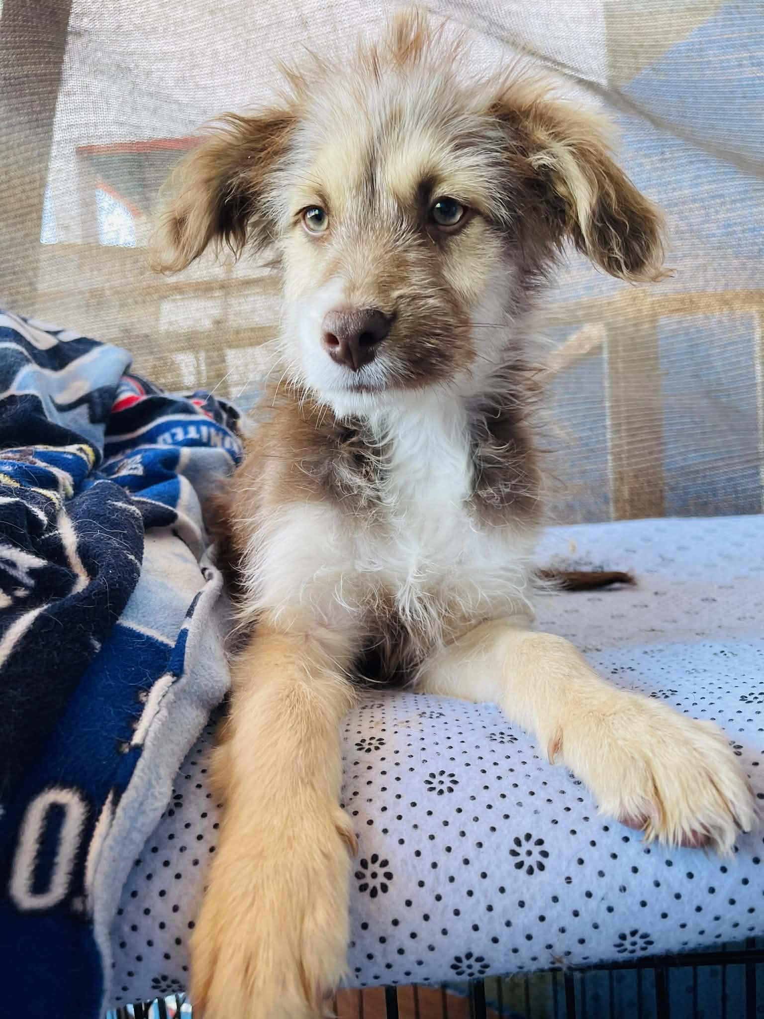 Enlarge Hansel, an adopted mixed breed in Escondido, CA image 2/5