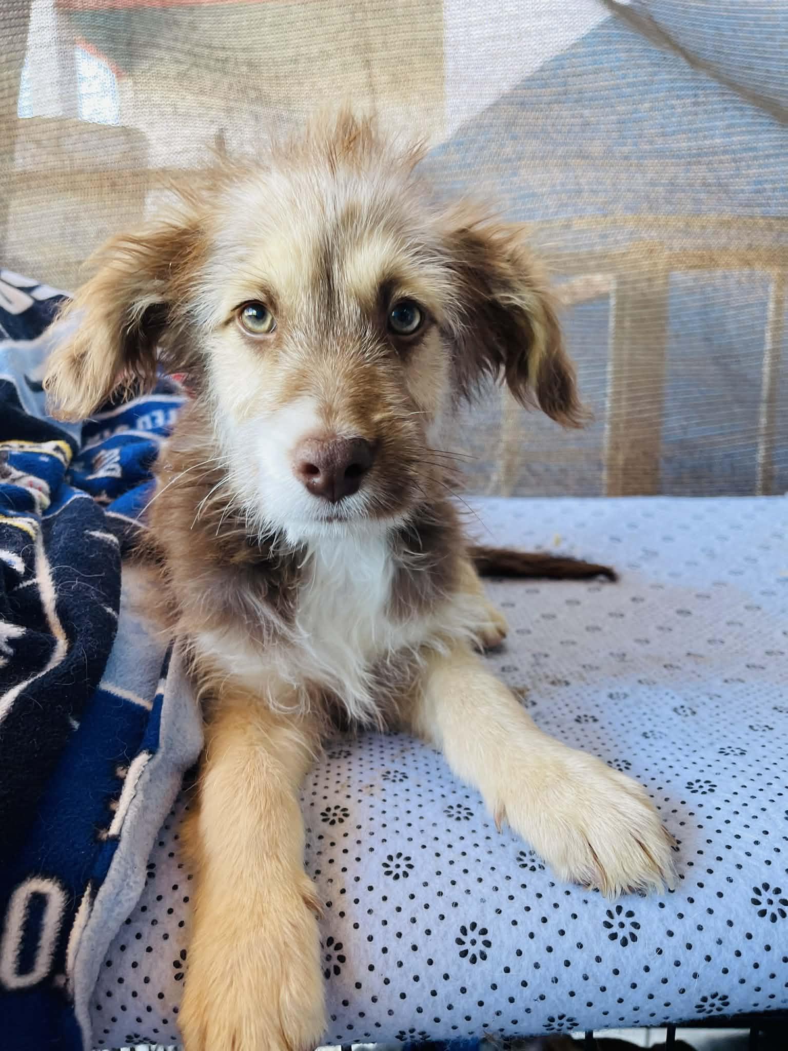 Enlarge Hansel, an adopted mixed breed in Escondido, CA image 3/5