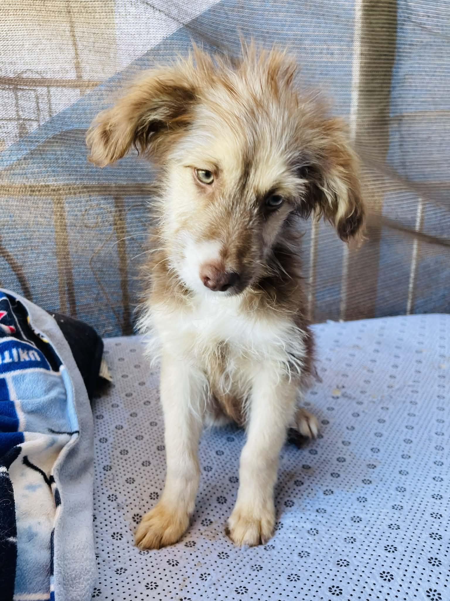 Enlarge Hansel, an adopted mixed breed in Escondido, CA image 1/5