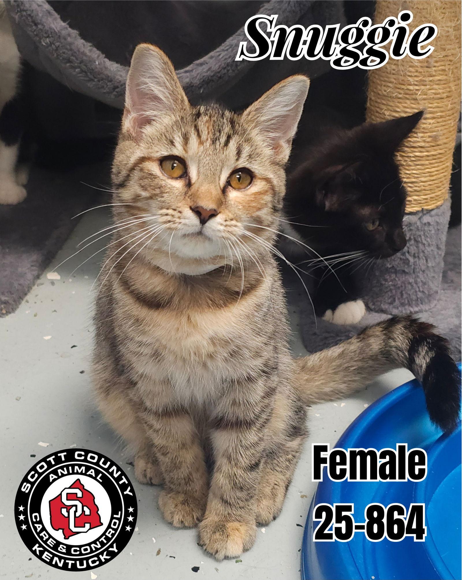 Enlarge Snuggie, a Adopted Domestic Short Hair in Georgetown, KY image 1/1