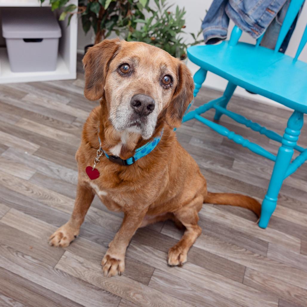 Blake, Adoptable, Senior Male Hound & Mixed Breed.
