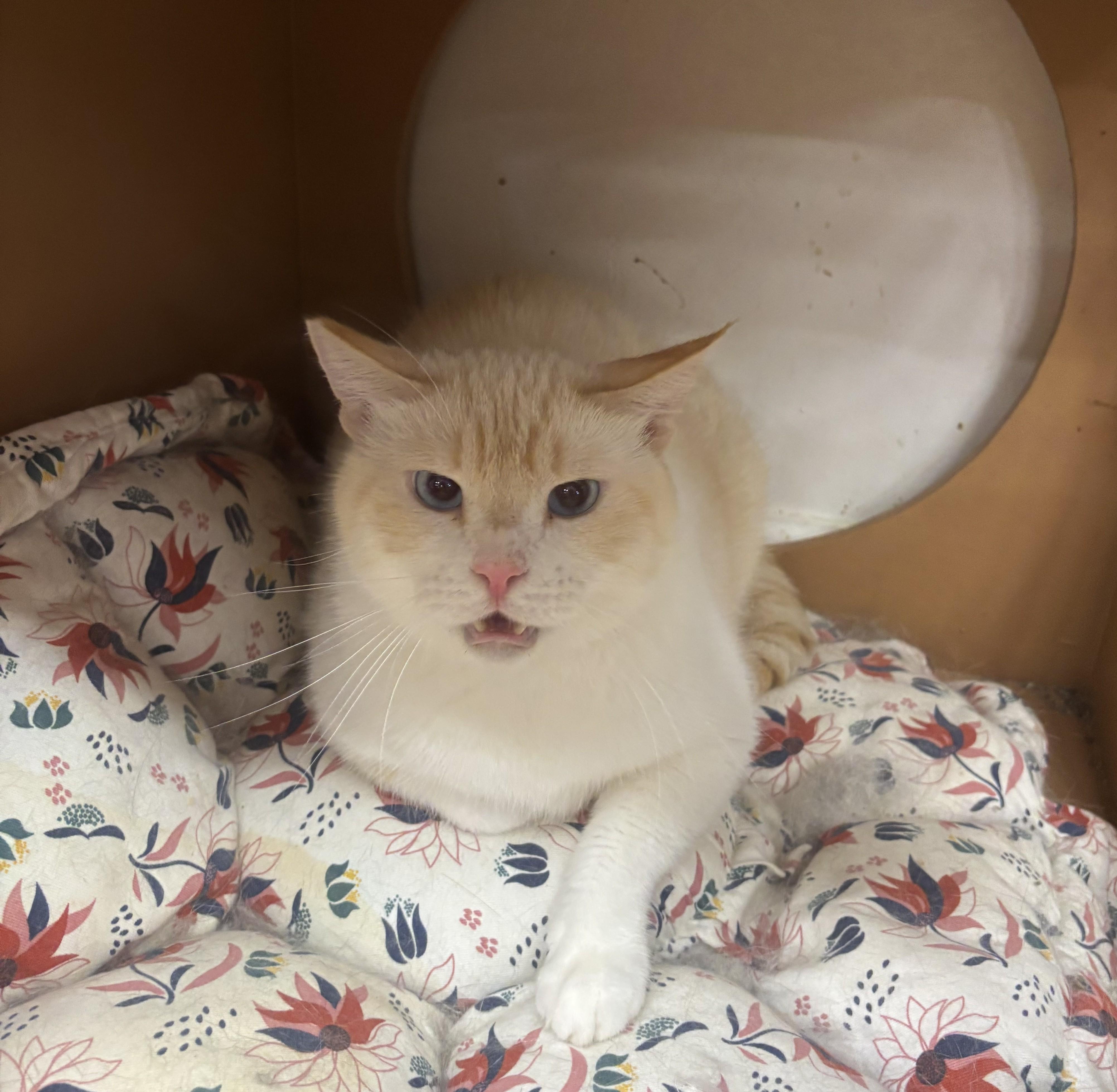 Enlarge Casper, a Adoptable Domestic Medium Hair in Whittier, CA image 2/6