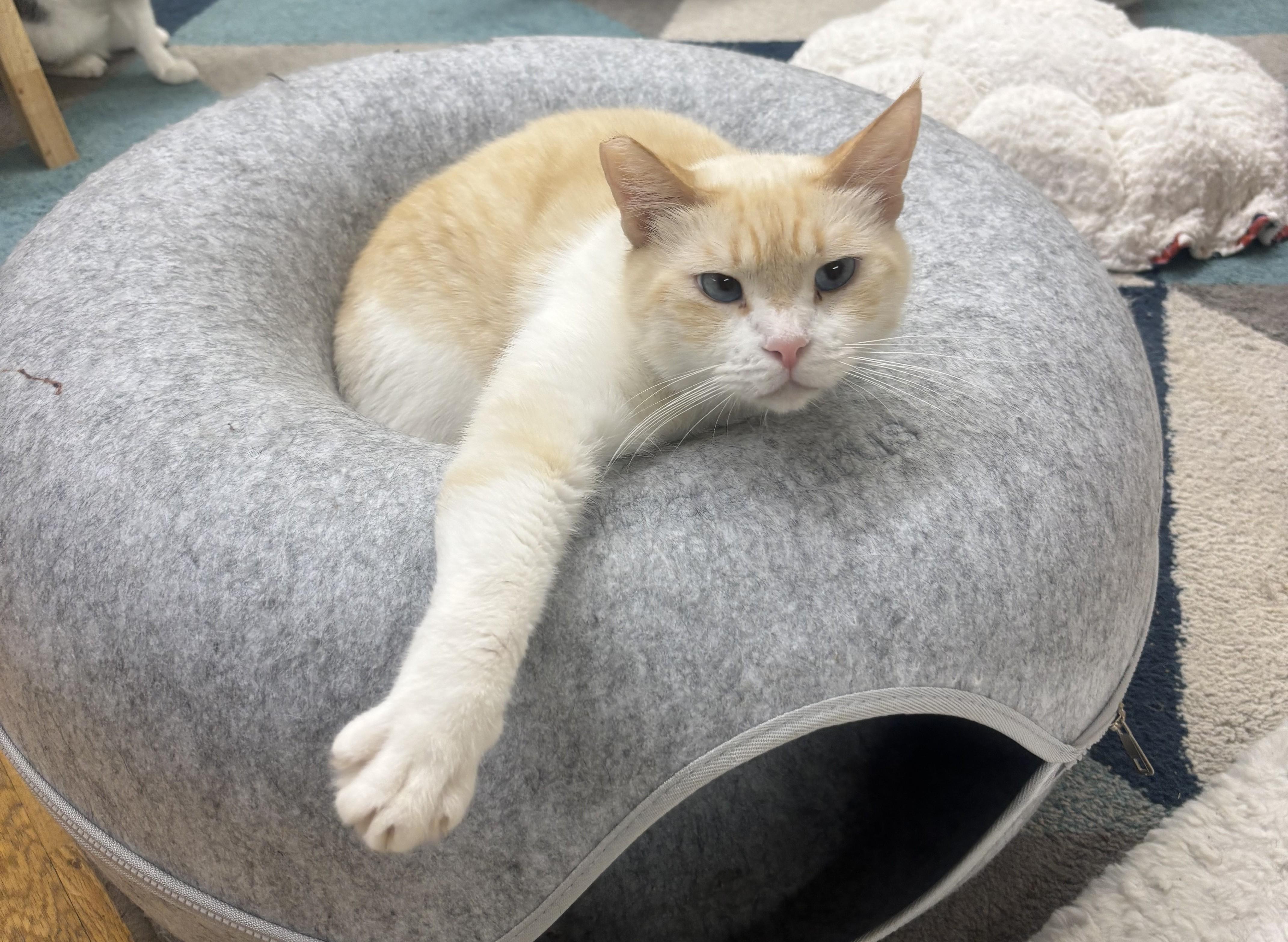 Enlarge Casper, a Adoptable Domestic Medium Hair in Whittier, CA image 1/5