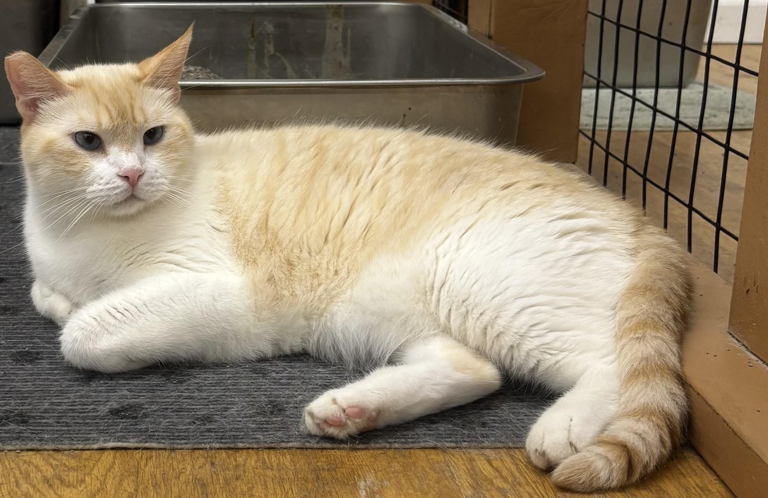Enlarge Casper, a Adoptable Domestic Medium Hair in Whittier, CA image 4/6