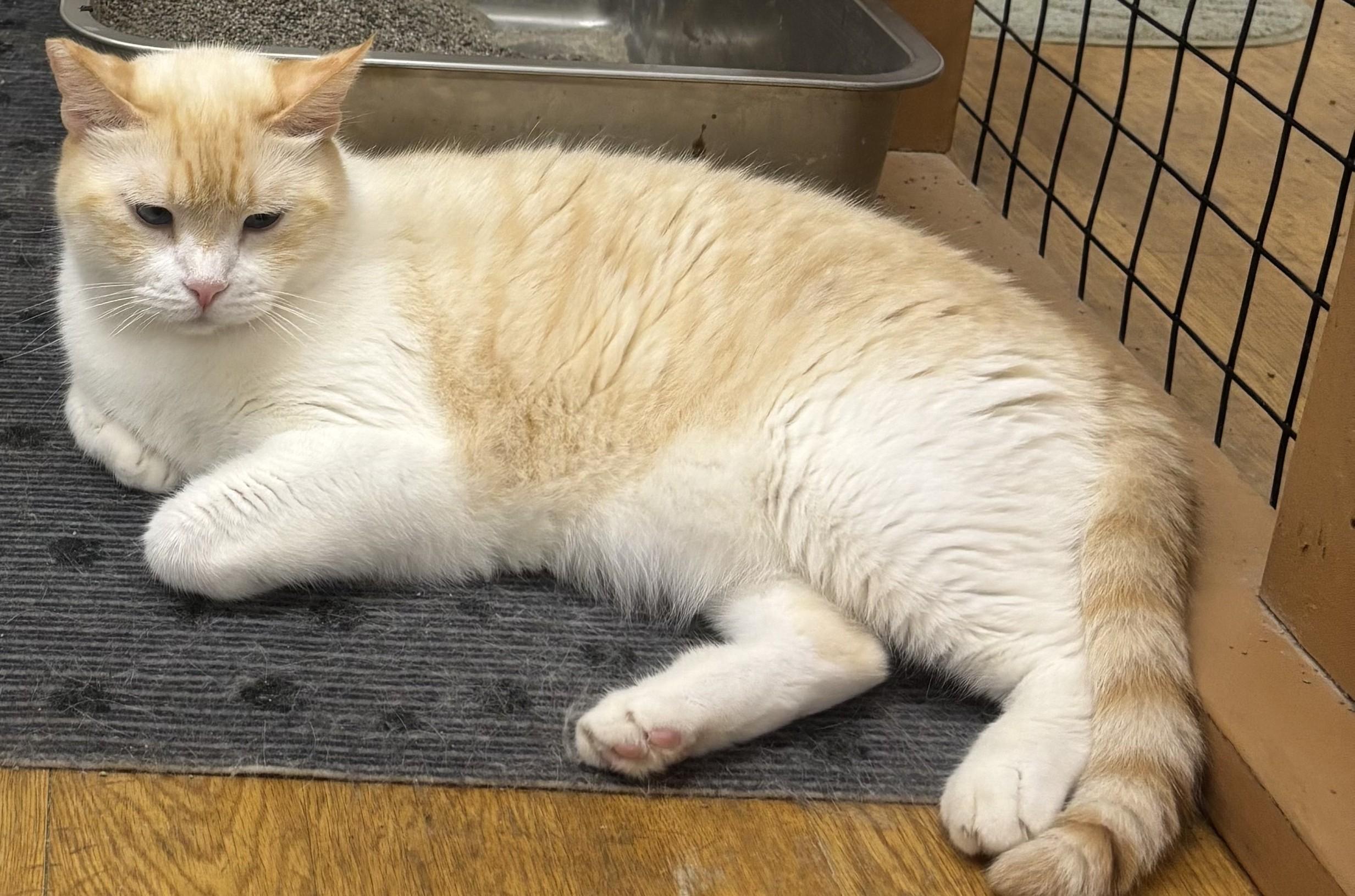 Casper, Adoptable, Adult Male Domestic Medium Hair.