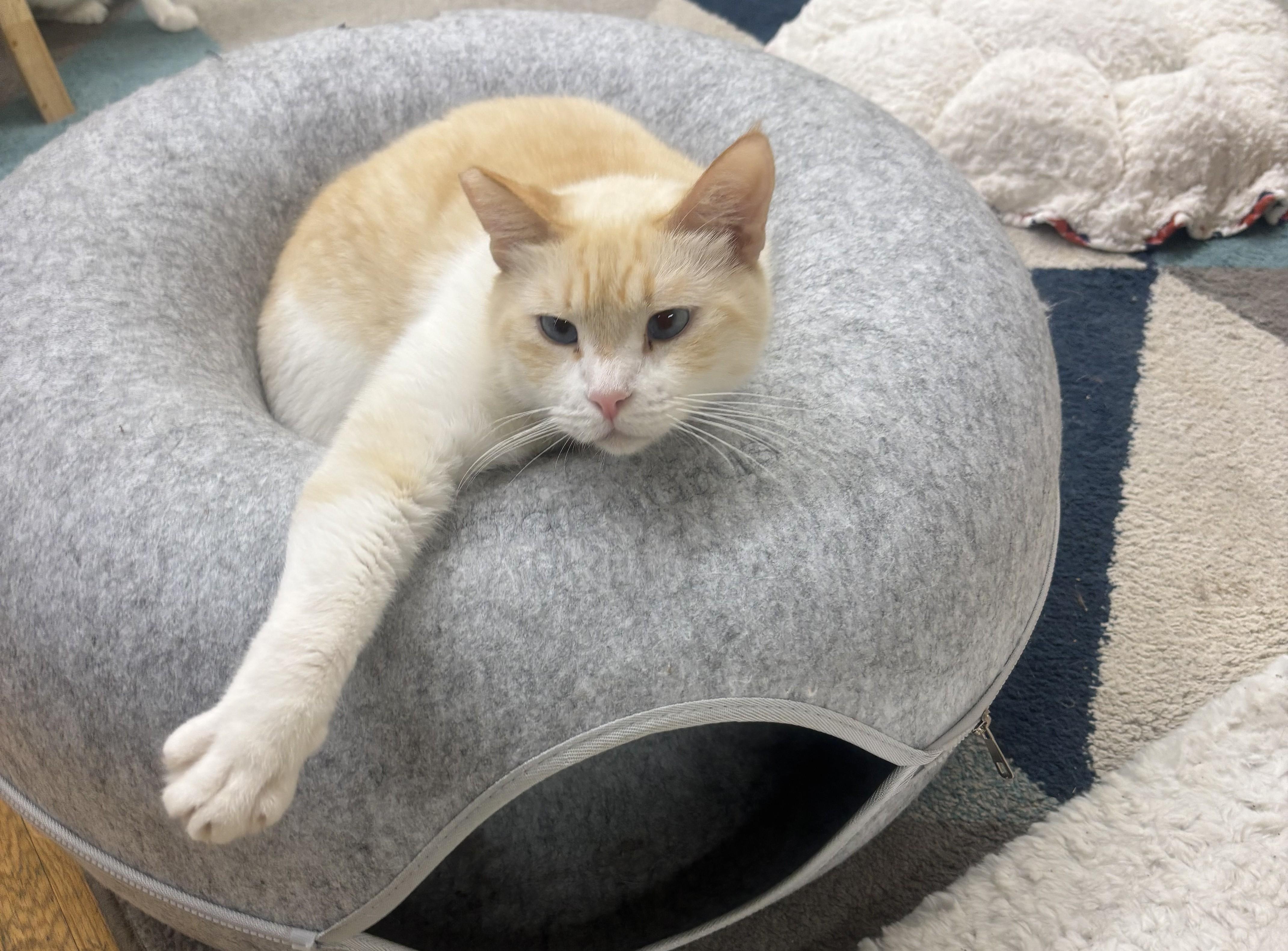 Enlarge Casper, a Adoptable Domestic Medium Hair in Whittier, CA image 5/5