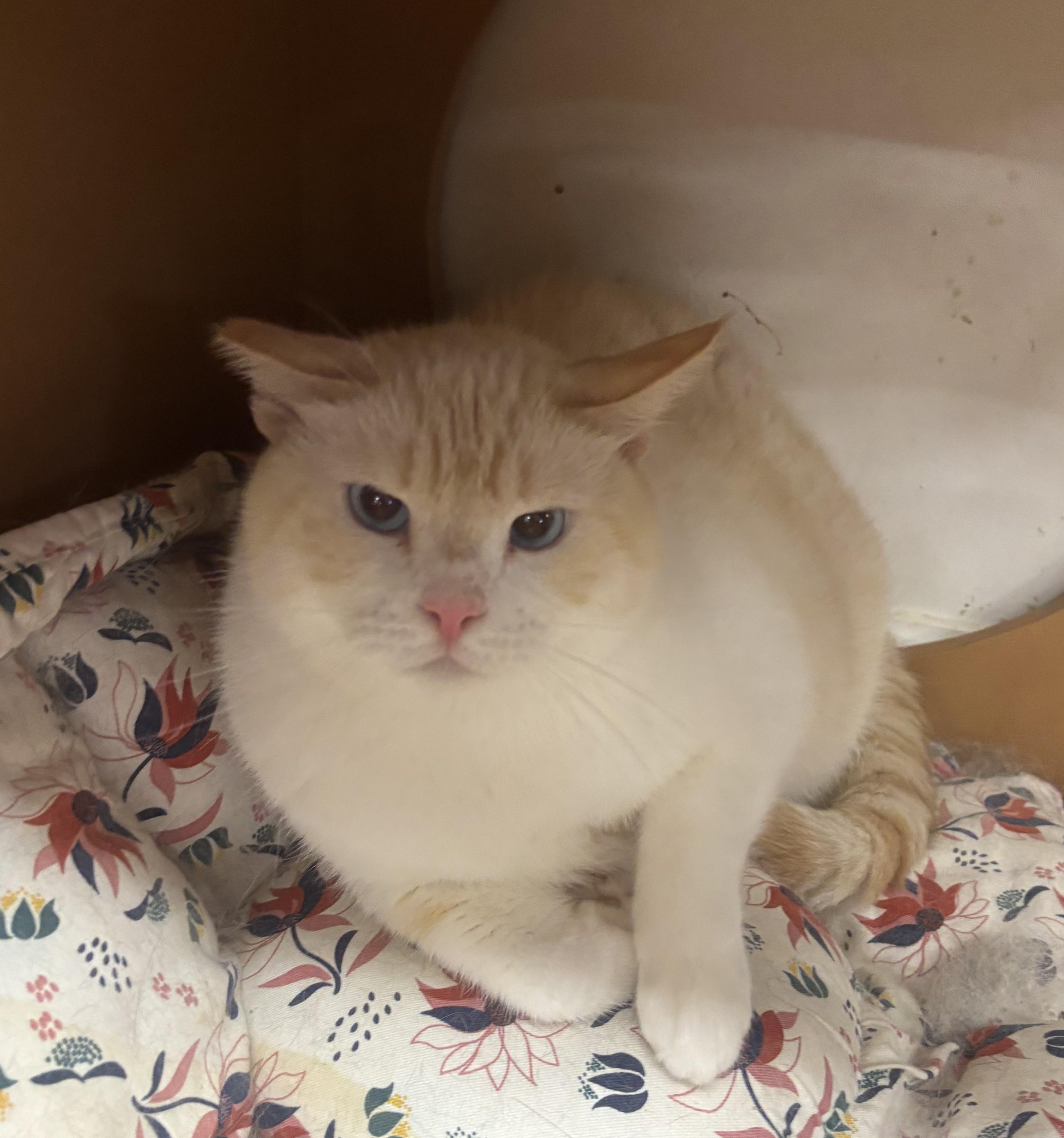 Enlarge Casper, a Adoptable Domestic Medium Hair in Whittier, CA image 6/6