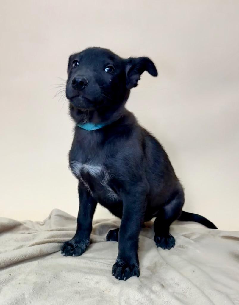 Enlarge Palmer, a Adoptable Labrador Retriever in Alvin, TX image 1/4