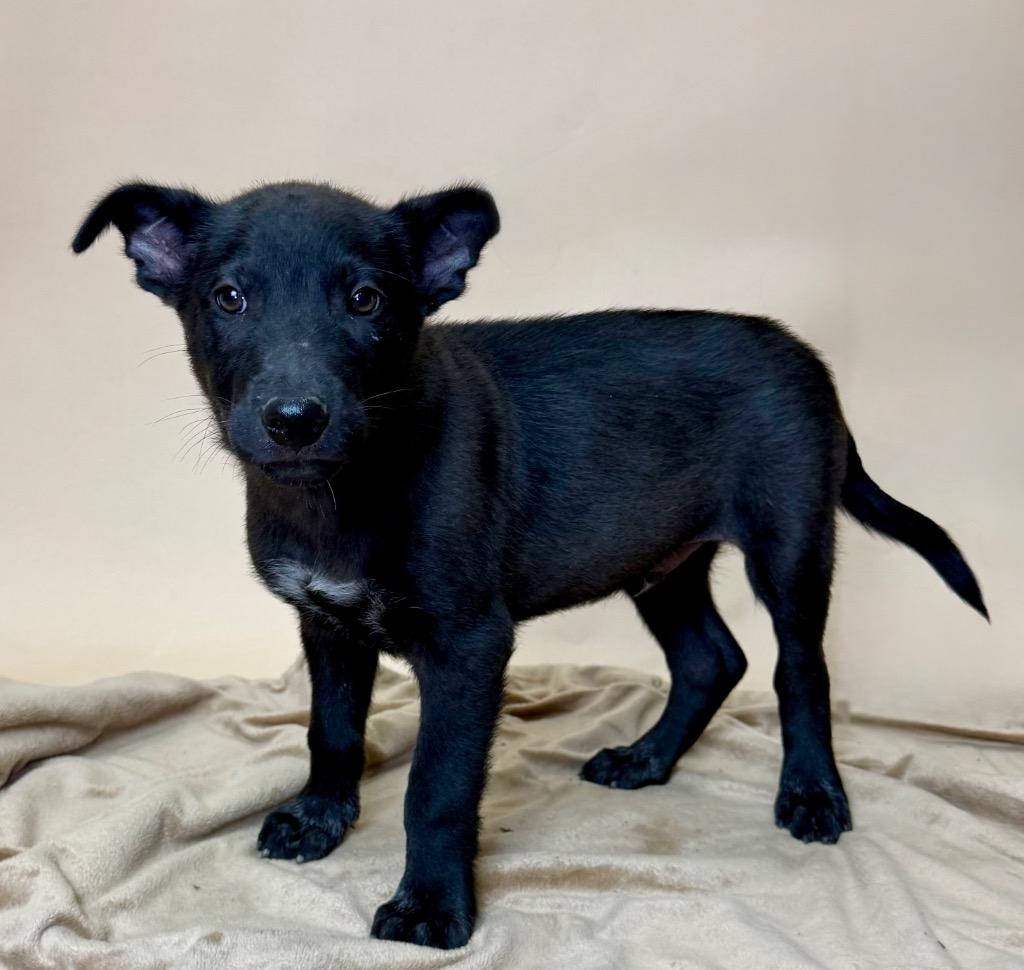 Enlarge Palmer, a Adoptable Labrador Retriever in Alvin, TX image 2/4