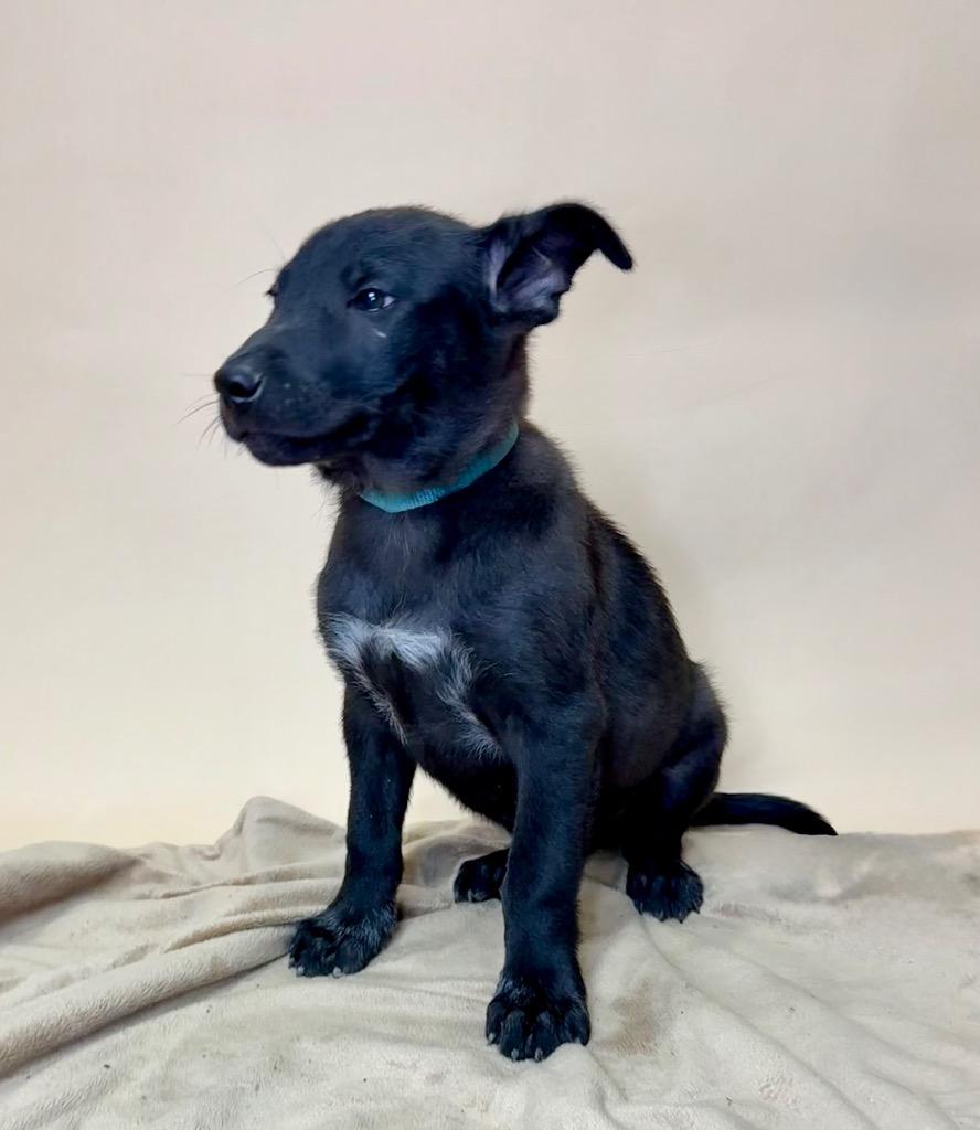 Enlarge Palmer, a Adoptable Labrador Retriever in Alvin, TX image 4/4