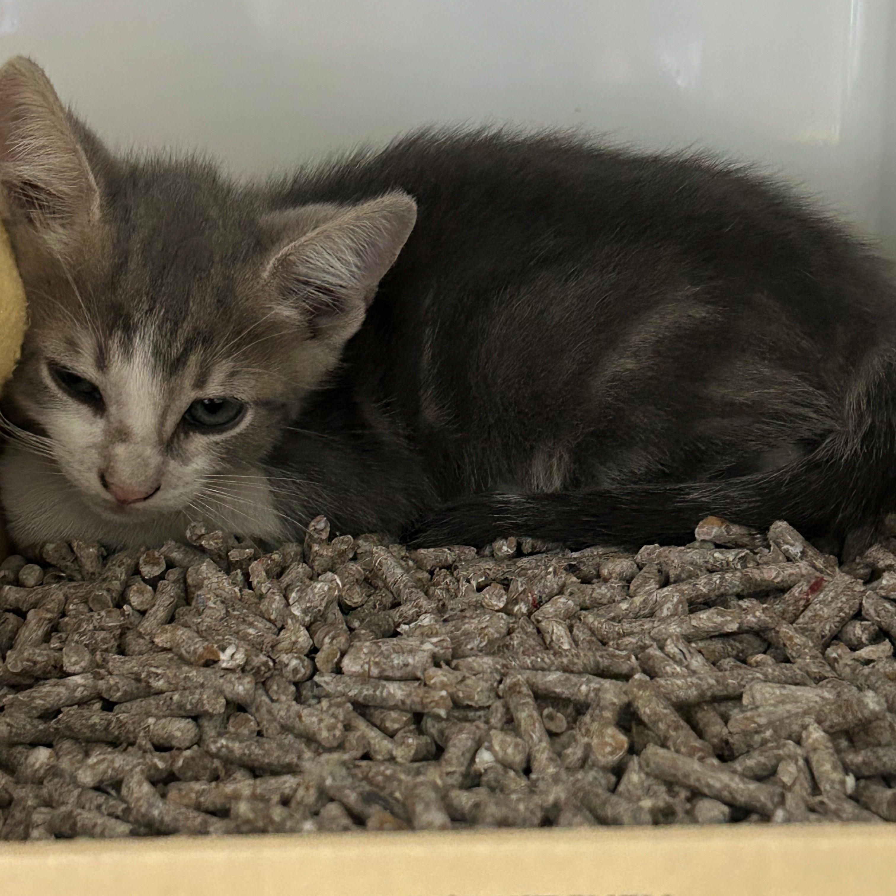 Pippin, adopted, Kitten Male Domestic Short Hair.
