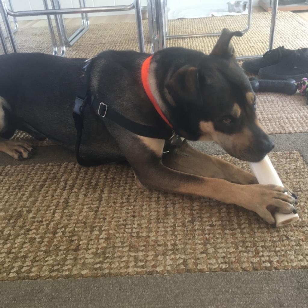 Ted, Adoptable, Senior Male Shepherd.