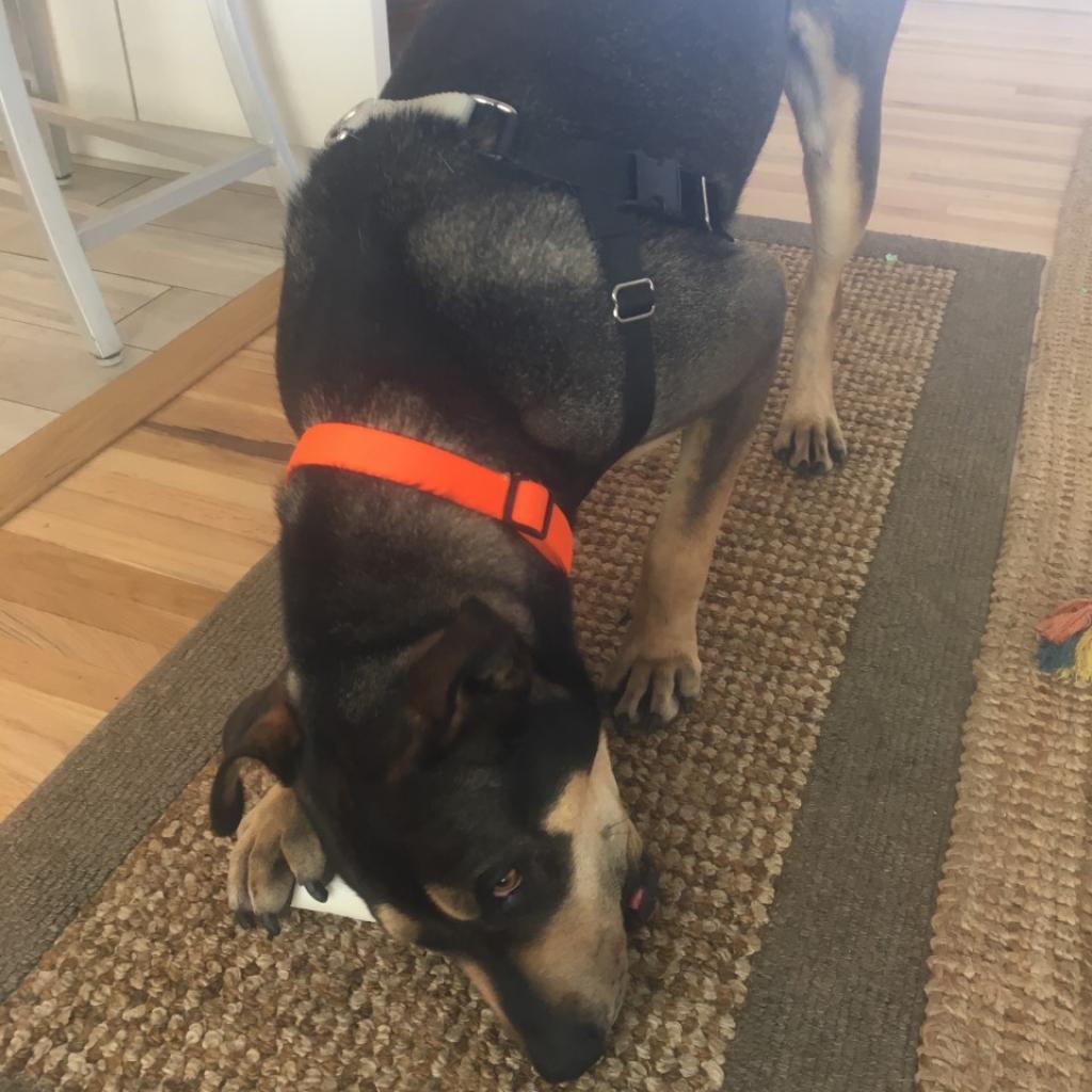 Ted, Adoptable, Senior Male Shepherd.