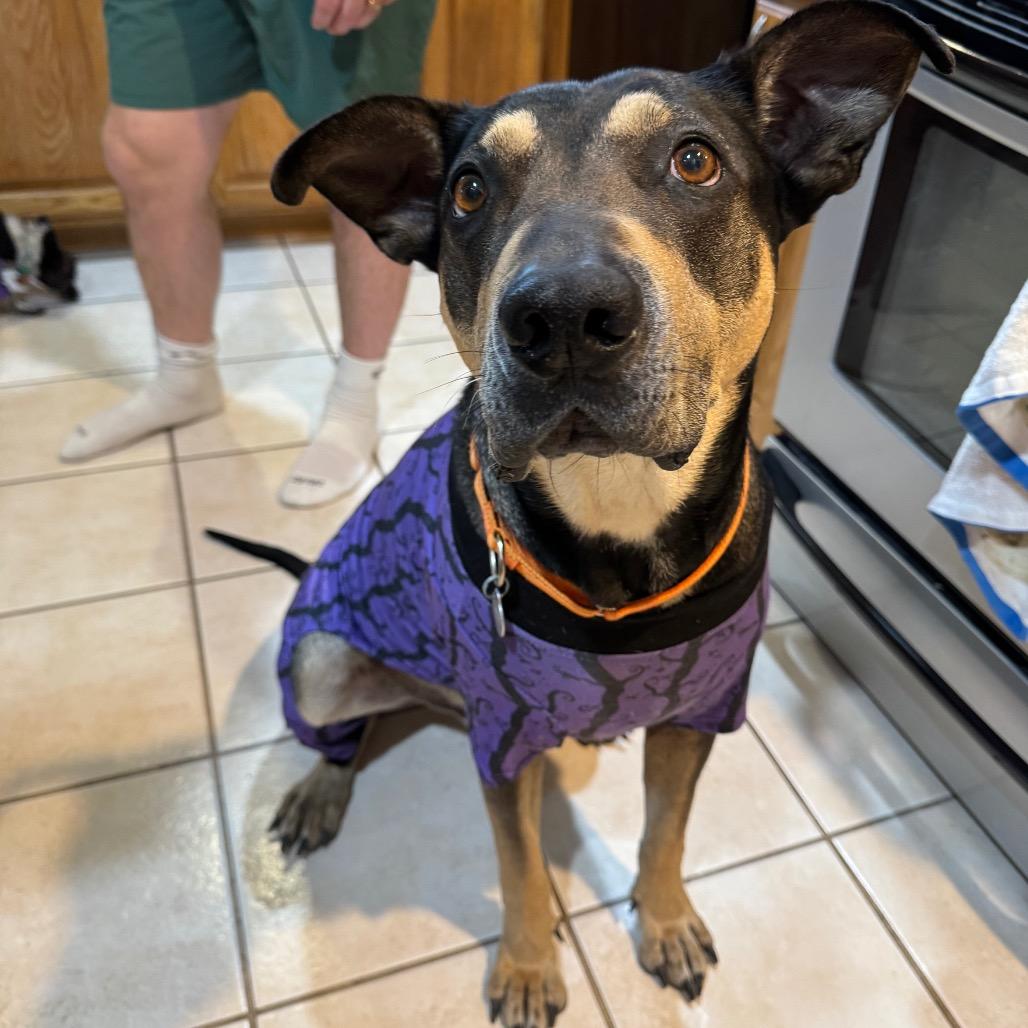 Ted, Adoptable, Senior Male Shepherd.