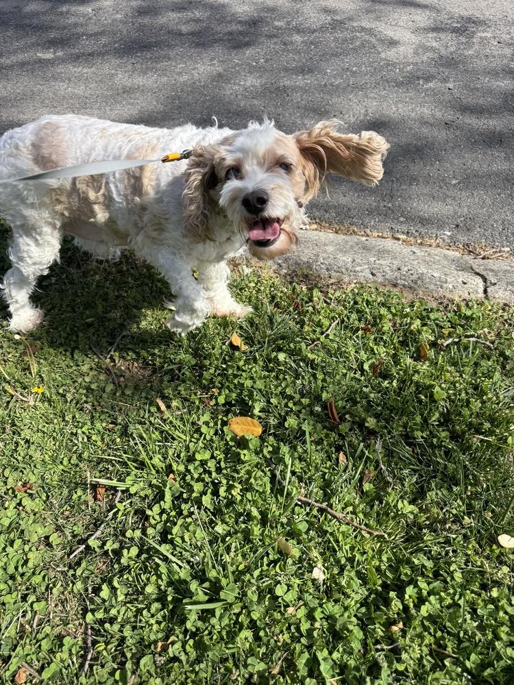 Ryman, a ADOPTABLE Cockapoo in Columbia, TN image 3/6
