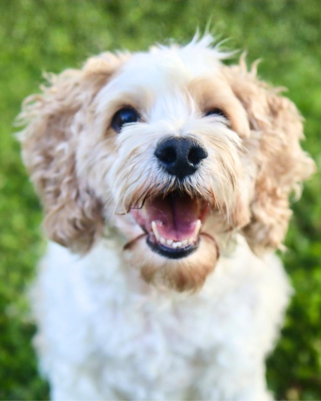 Ryman, a ADOPTABLE Cockapoo in Columbia, TN image 6/6