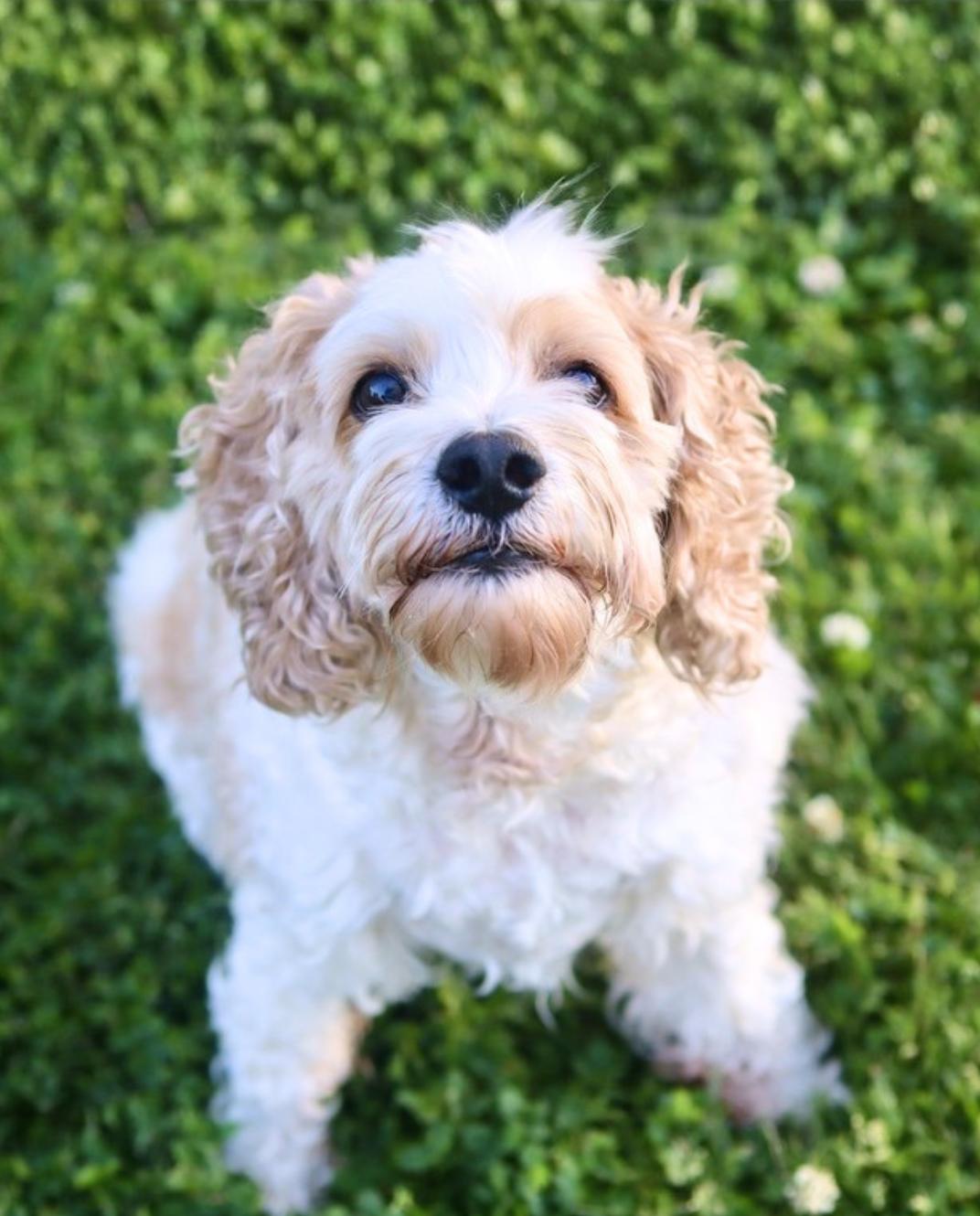 Ryman, a ADOPTABLE Cockapoo in Columbia, TN image 4/6