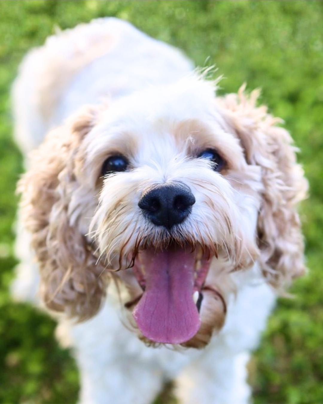 Ryman, ADOPTABLE, Adult Male Cockapoo.