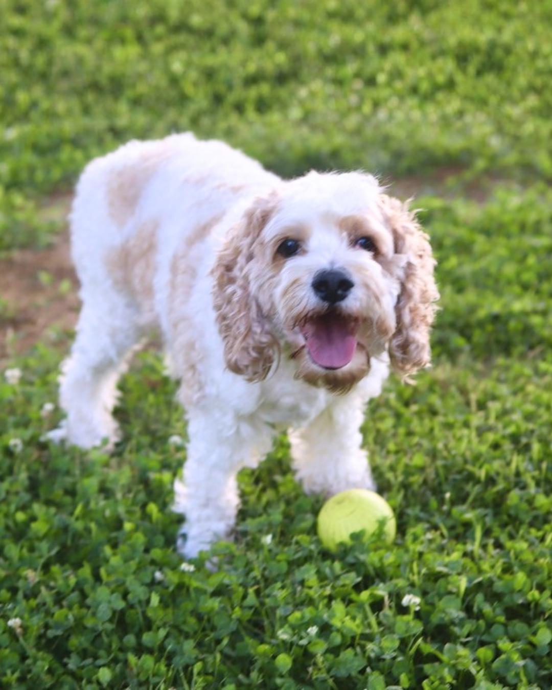 Ryman, a ADOPTABLE Cockapoo in Columbia, TN image 5/6