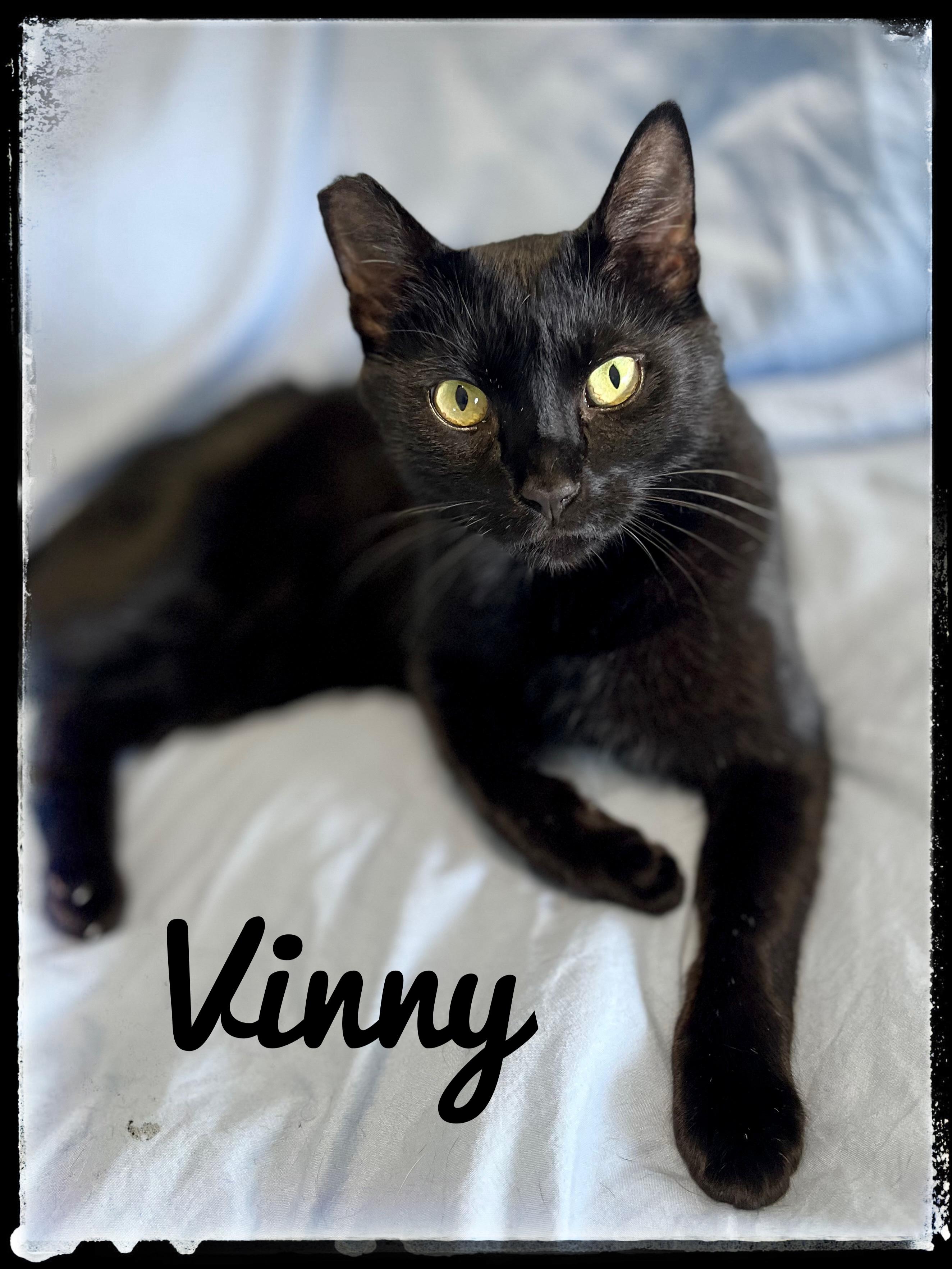 Vinny, Adoptable, Adult Male Domestic Short Hair.