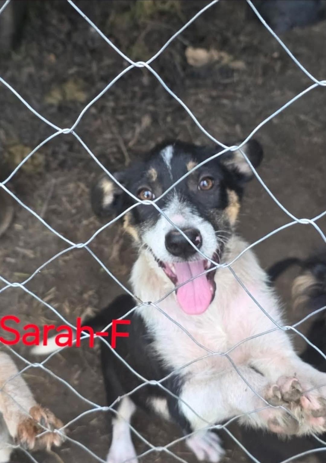 Sarah Harry Potter Litter, a Adoptable mixed breed in Bradenton, FL image 2/2