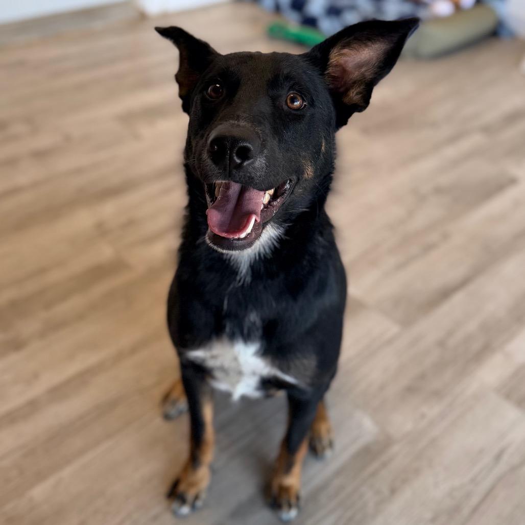 Jedediah -, Adoptable, Adult Male Australian Kelpie & Shepherd.