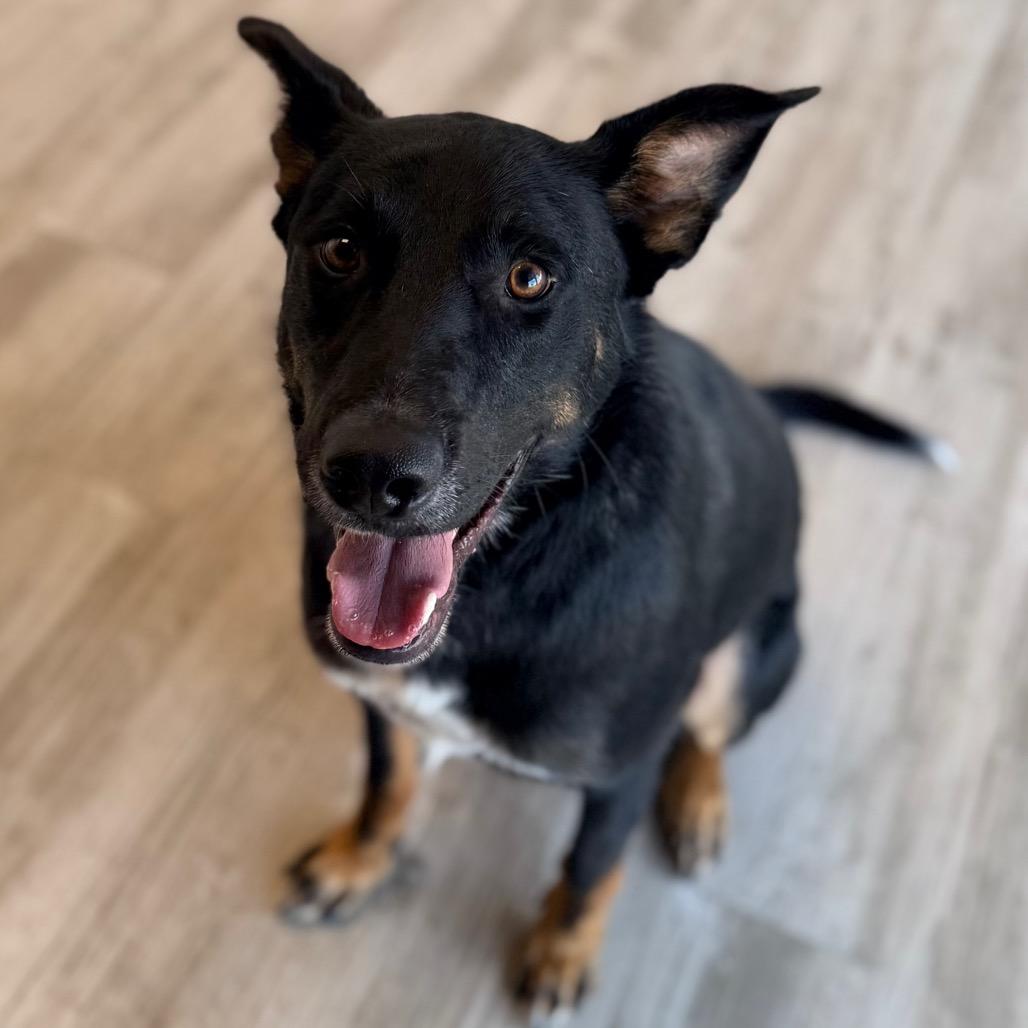 Enlarge Jedediah -, a Adoptable mixed breed in Green Bay, WI image 2/6
