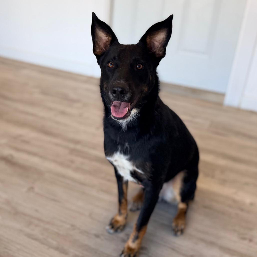 Enlarge Jedediah -, a Adoptable mixed breed in Green Bay, WI image 3/6
