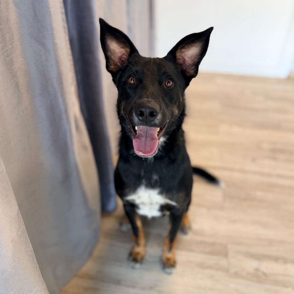 Enlarge Jedediah -, a Adoptable mixed breed in Green Bay, WI image 4/6