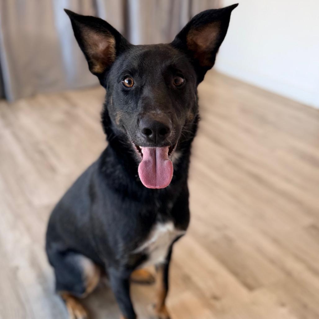 Enlarge Jedediah -, a Adoptable mixed breed in Green Bay, WI image 5/6