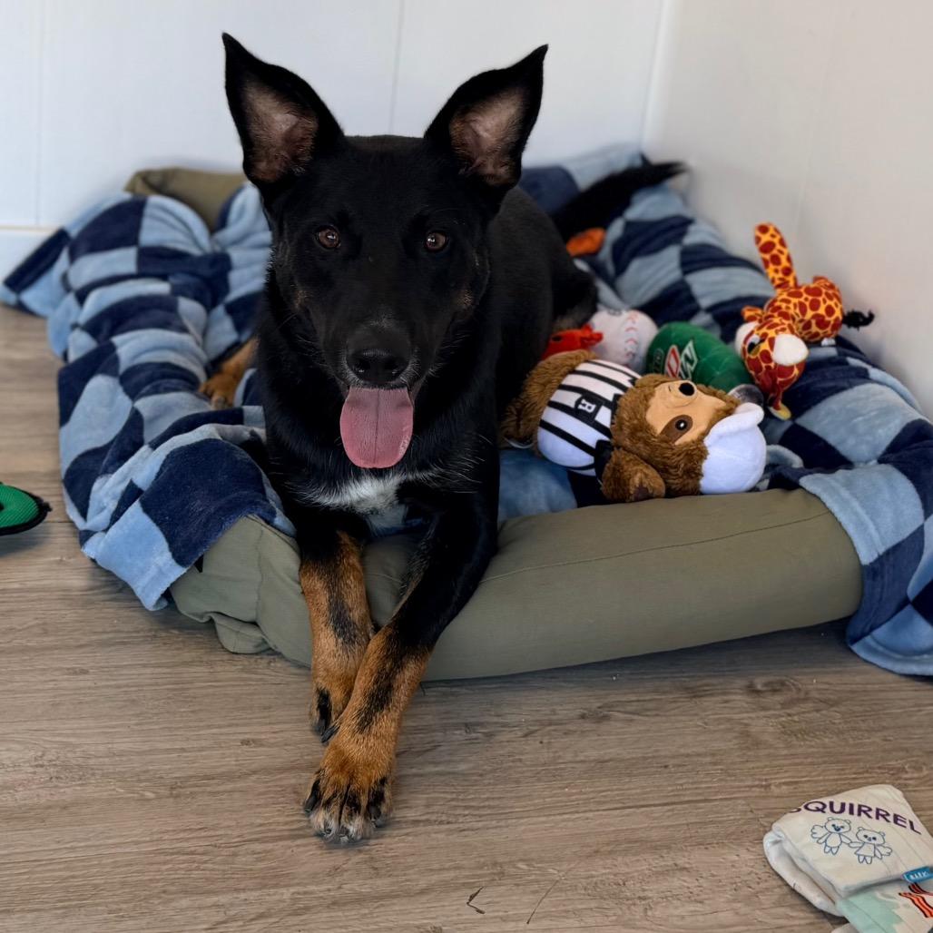Enlarge Jedediah -, a Adoptable mixed breed in Green Bay, WI image 6/6