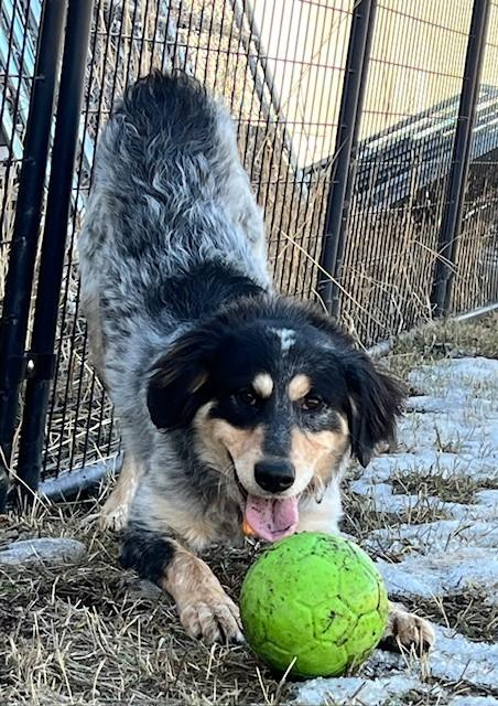 Bandit, ADOPTABLE, Young Male Anatolian Shepherd & Australian Shepherd.