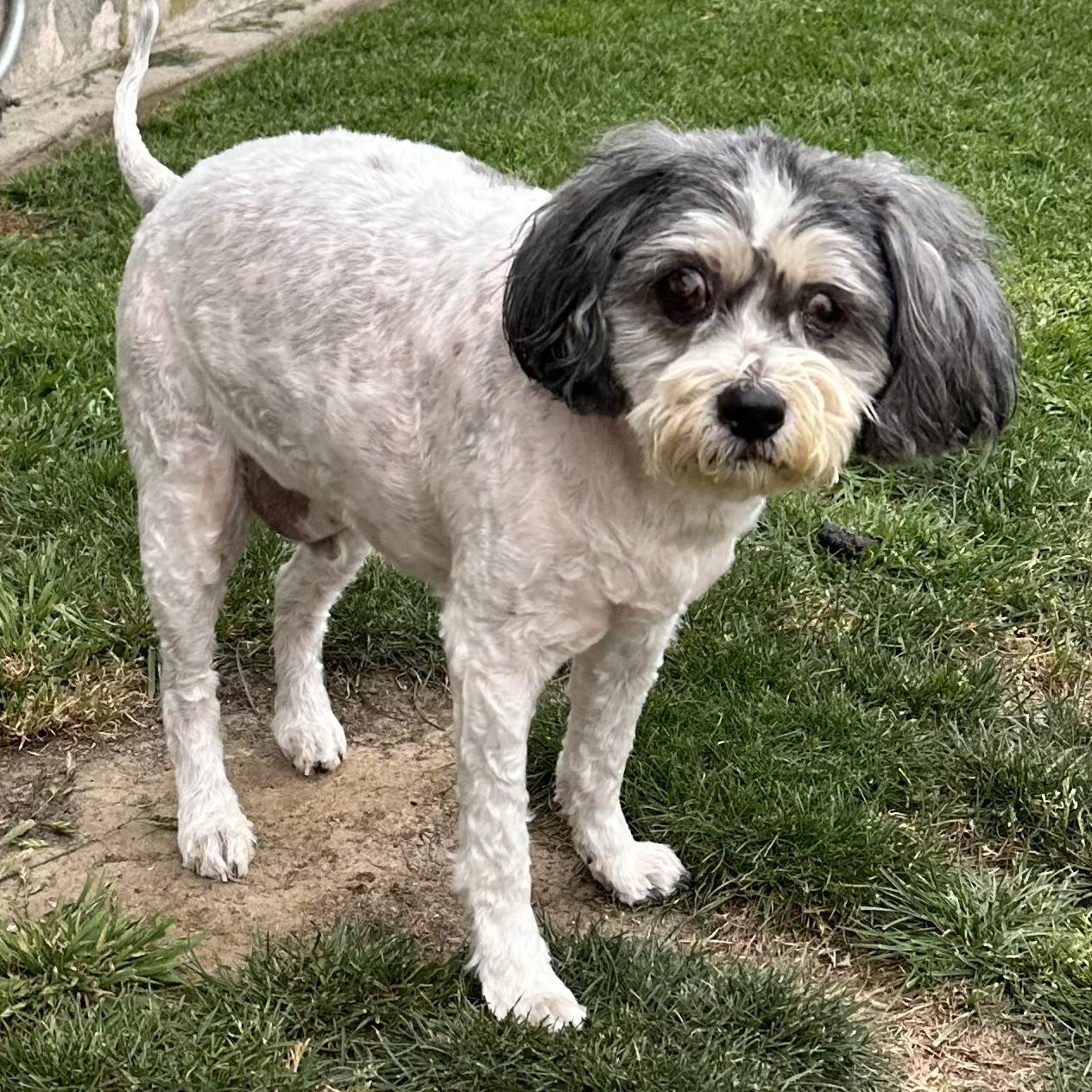 Enlarge Eddie, a ADOPTABLE Havanese in Sun Valley, CA image 4/4