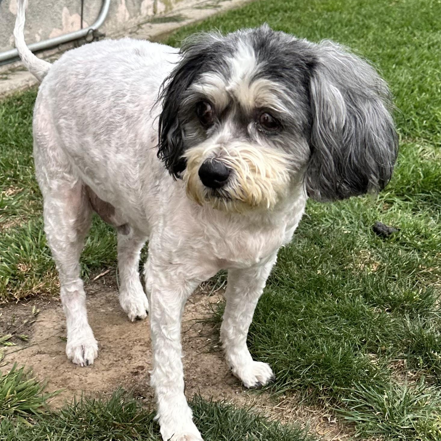 Enlarge Eddie, a ADOPTABLE Havanese in Sun Valley, CA image 3/4