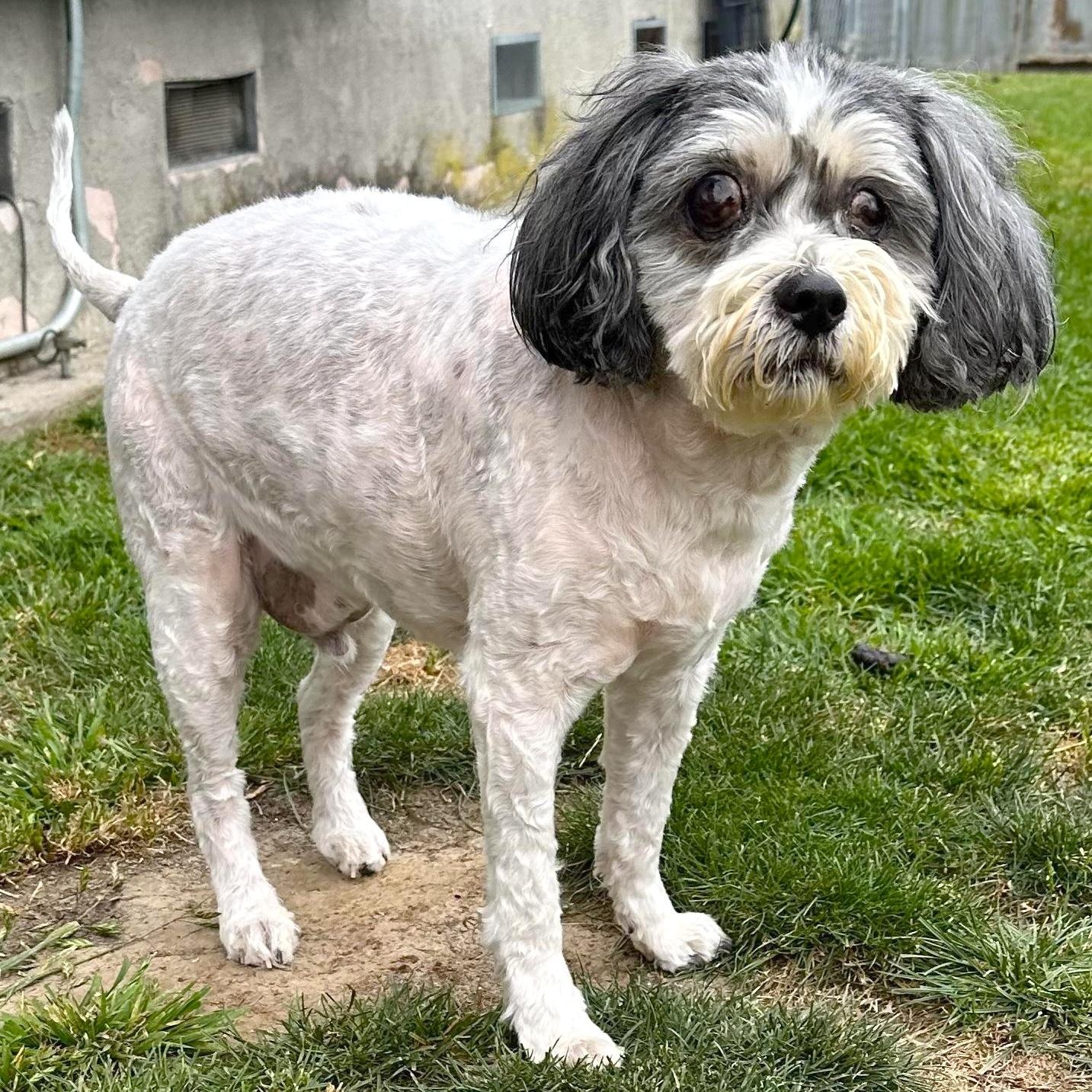 Eddie, ADOPTABLE, Senior Male Havanese.
