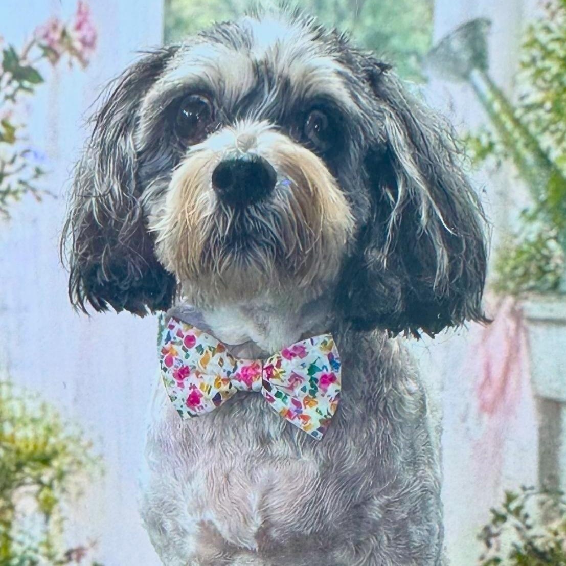 Enlarge Eddie, a ADOPTABLE Havanese in Sun Valley, CA image 2/4