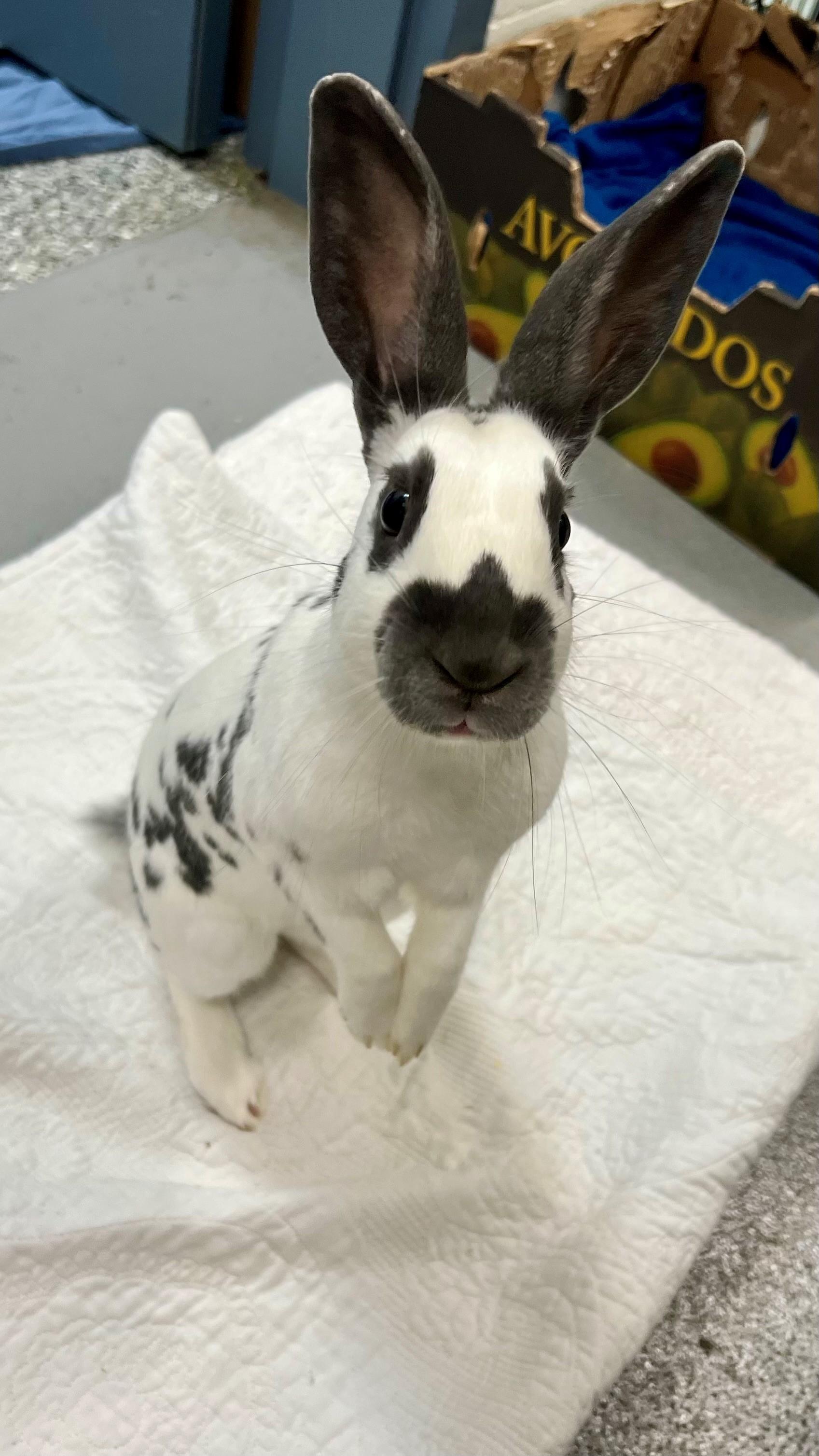 John Snow, a Adoptable English Spot in New Westminster, BC image 2/2