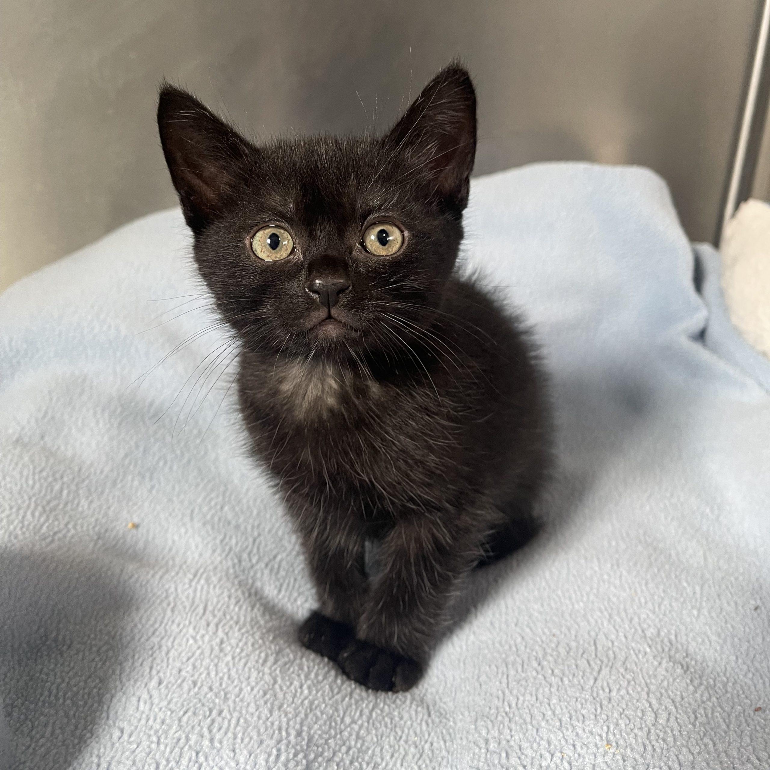 Enlarge Hook, a Adoptable Domestic Short Hair in Lathrop, CA image 1/1