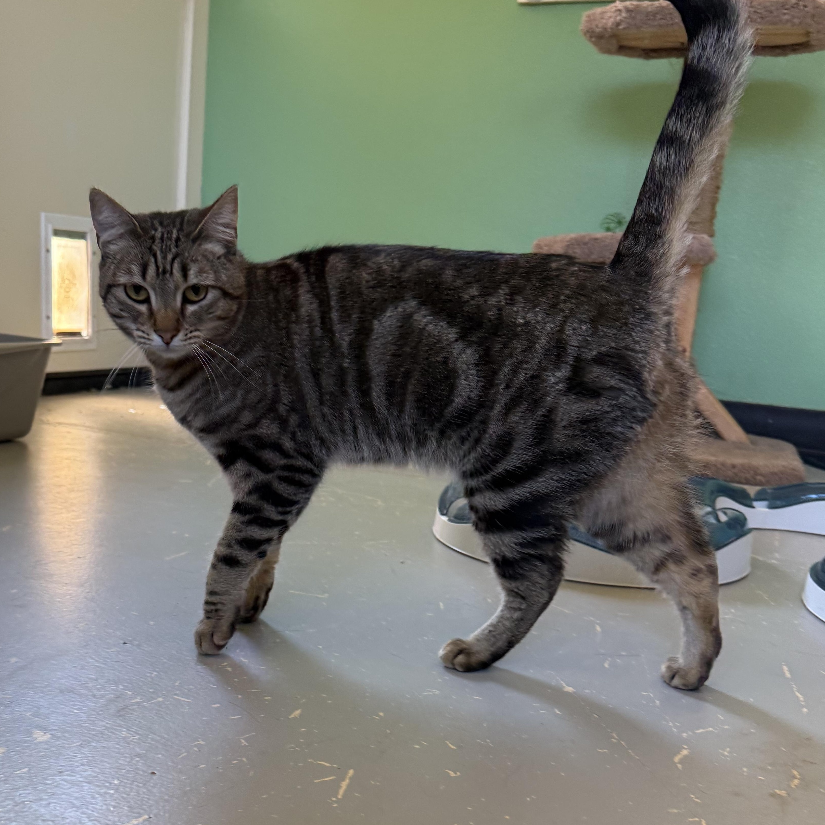 Enlarge Harper, a Adoptable Domestic Short Hair in Jacksonville, OR image 2/2