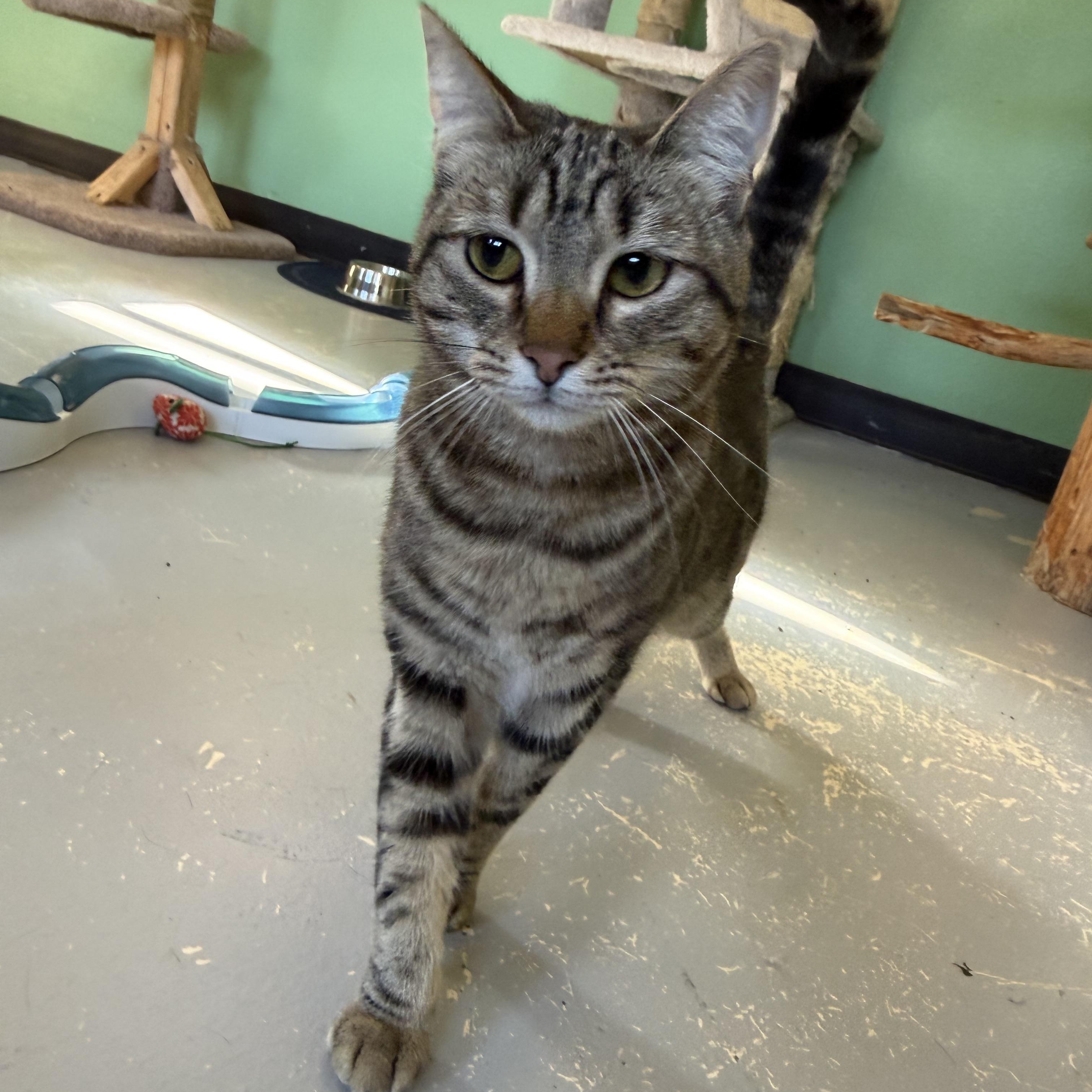 Harper, Adoptable, Young Female Domestic Short Hair.