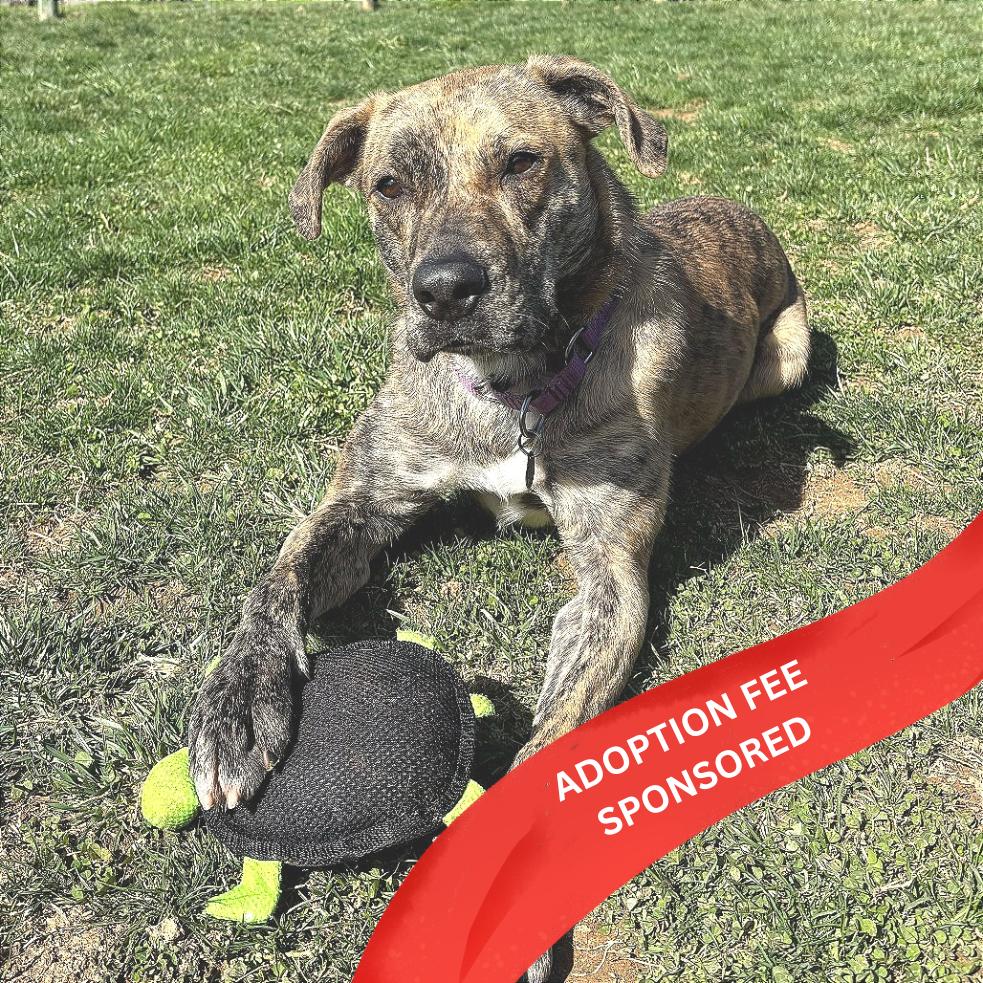 Enlarge Cosmic Brownie (Experienced Dog Owner Required), a Adoptable mixed breed in Marshall, VA image 1/6