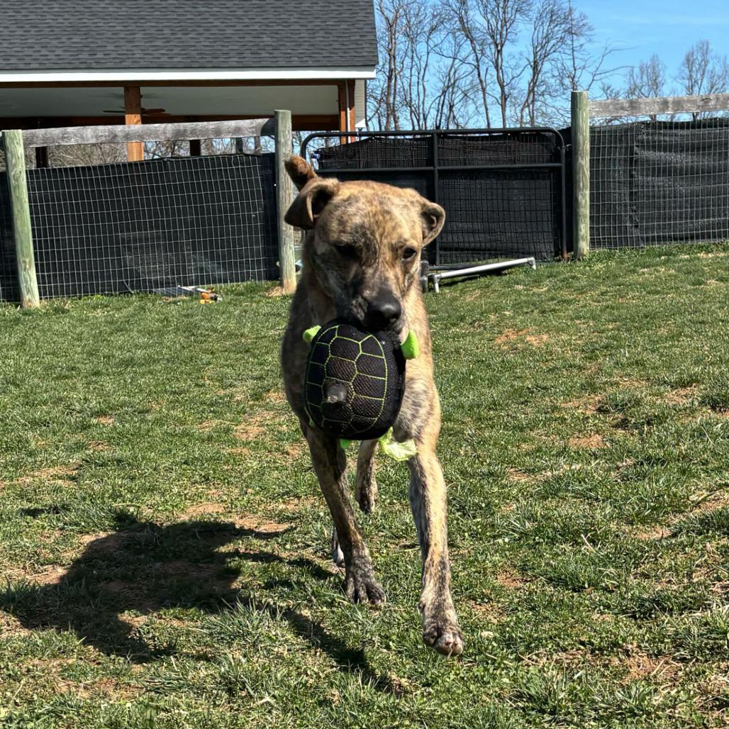 Enlarge Cosmic Brownie (Experienced Dog Owner Required), a Adoptable mixed breed in Marshall, VA image 2/6