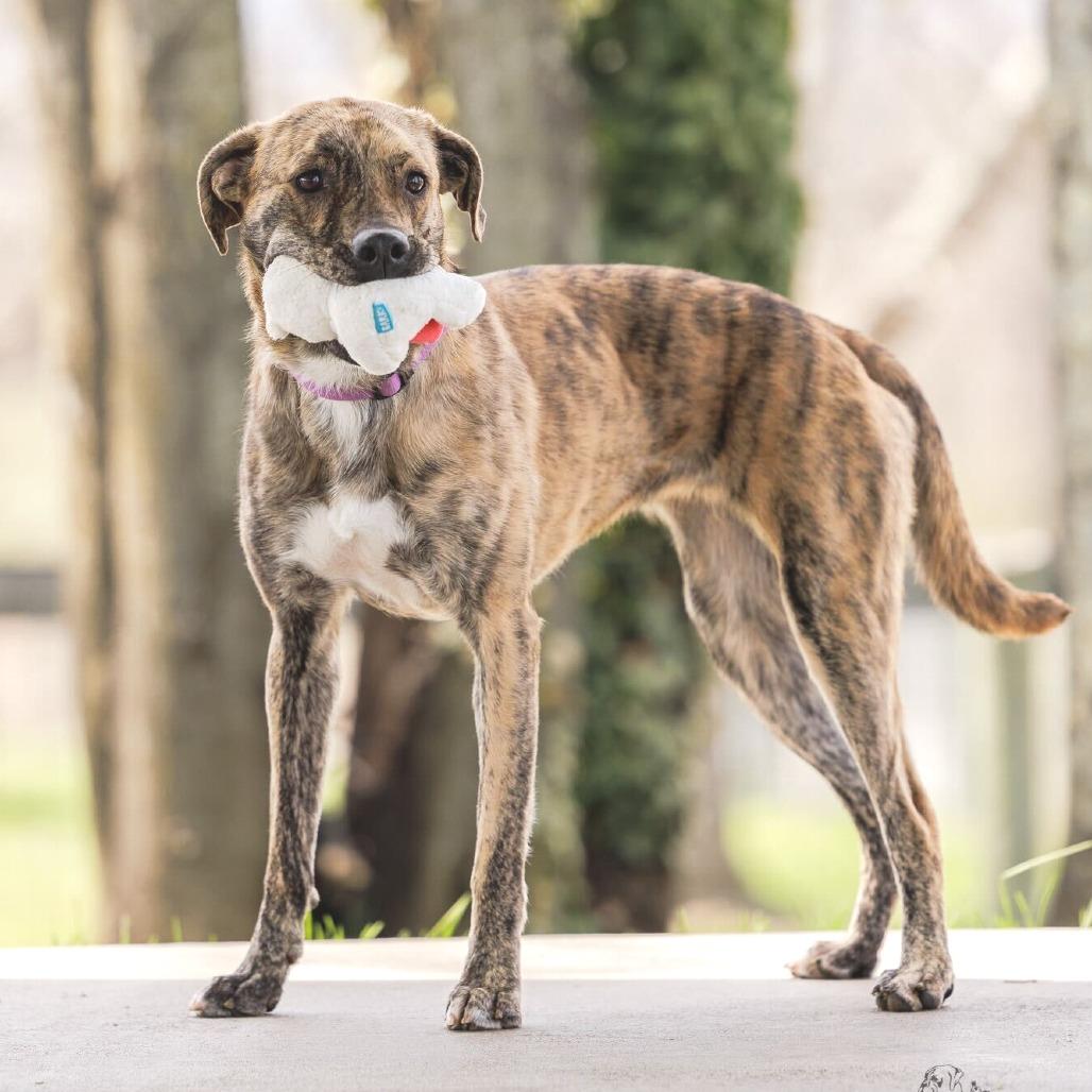 Enlarge Cosmic Brownie - 003869, a Adoptable Mixed Breed in Marshall, VA image 1/6