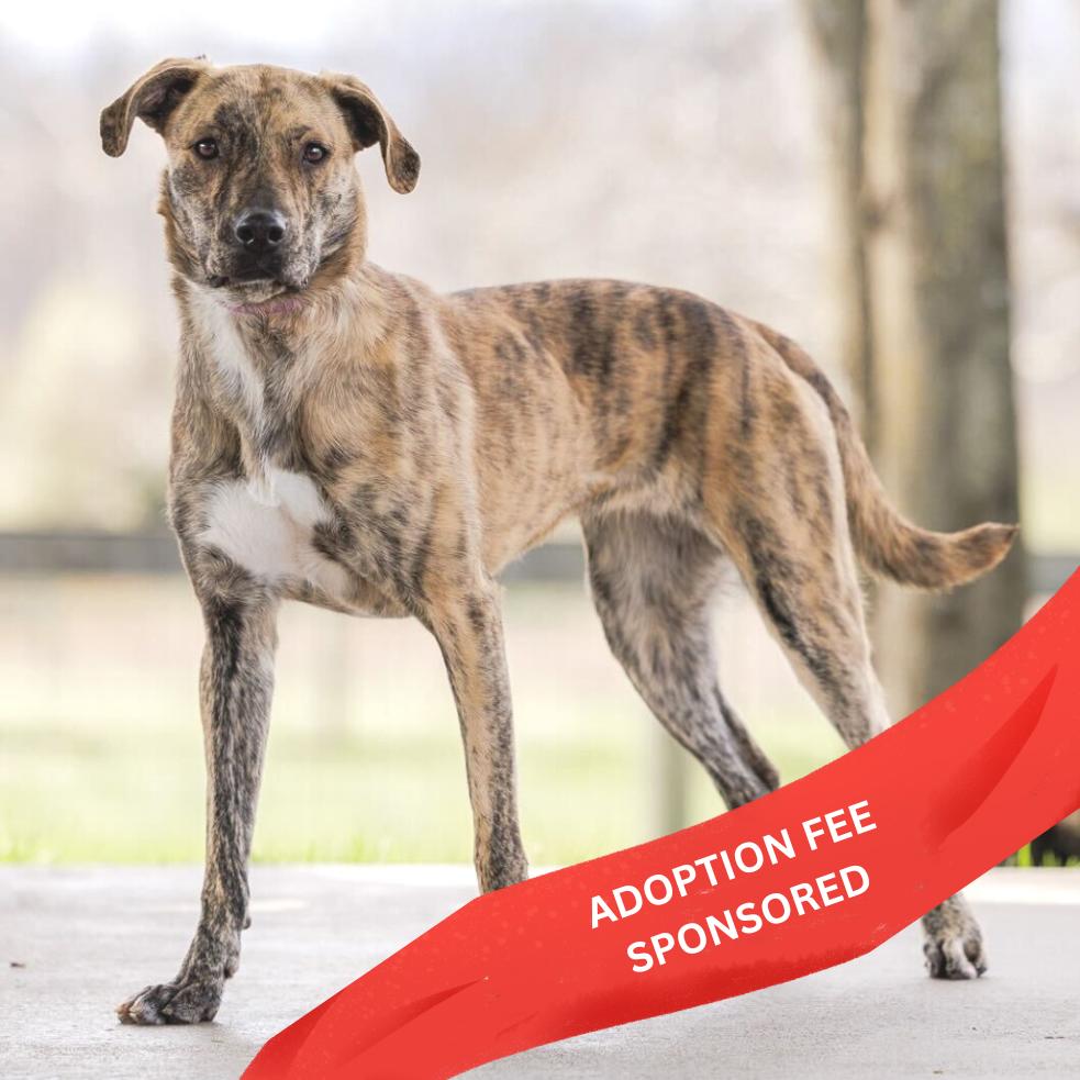 Enlarge Cosmic Brownie - 003869, a Adoptable Mixed Breed in Marshall, VA image 2/6