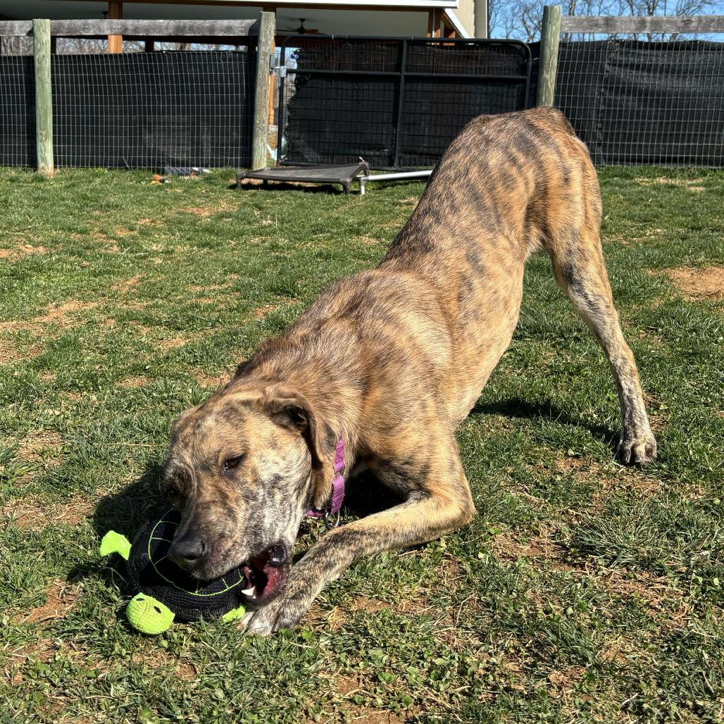 Enlarge Cosmic Brownie - 003869, a Adoptable Mixed Breed in Marshall, VA image 3/6