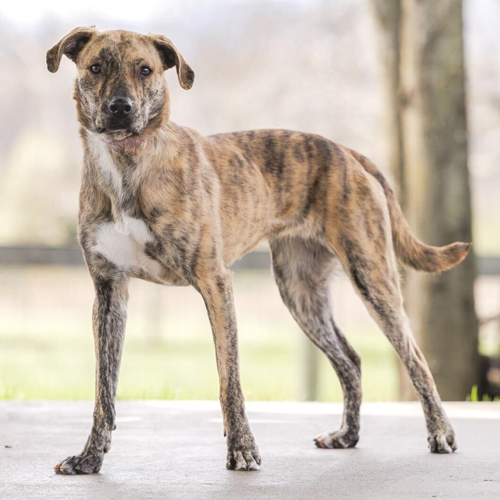 Enlarge Cosmic Brownie - 003869, a Adoptable Mixed Breed in Marshall, VA image 4/6