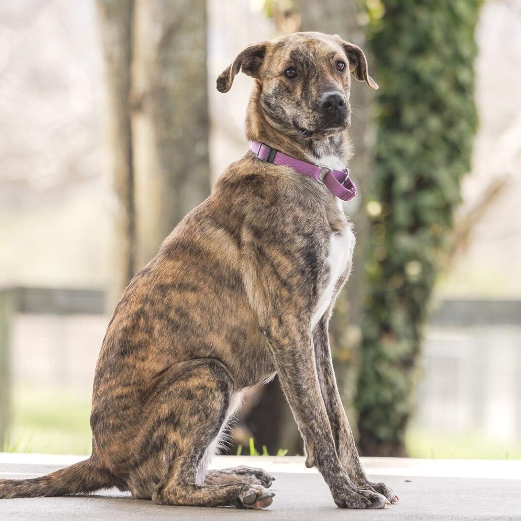Enlarge Cosmic Brownie - 003869, a Adoptable Mixed Breed in Marshall, VA image 5/6