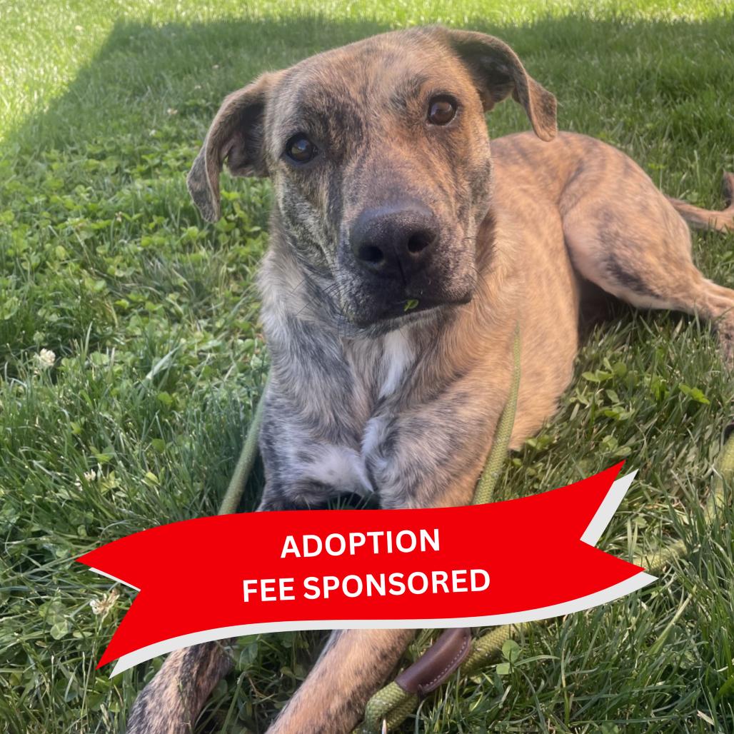 Enlarge Cosmic Brownie (Experienced Dog Owner Required), a Adoptable mixed breed in Marshall, VA image 6/6