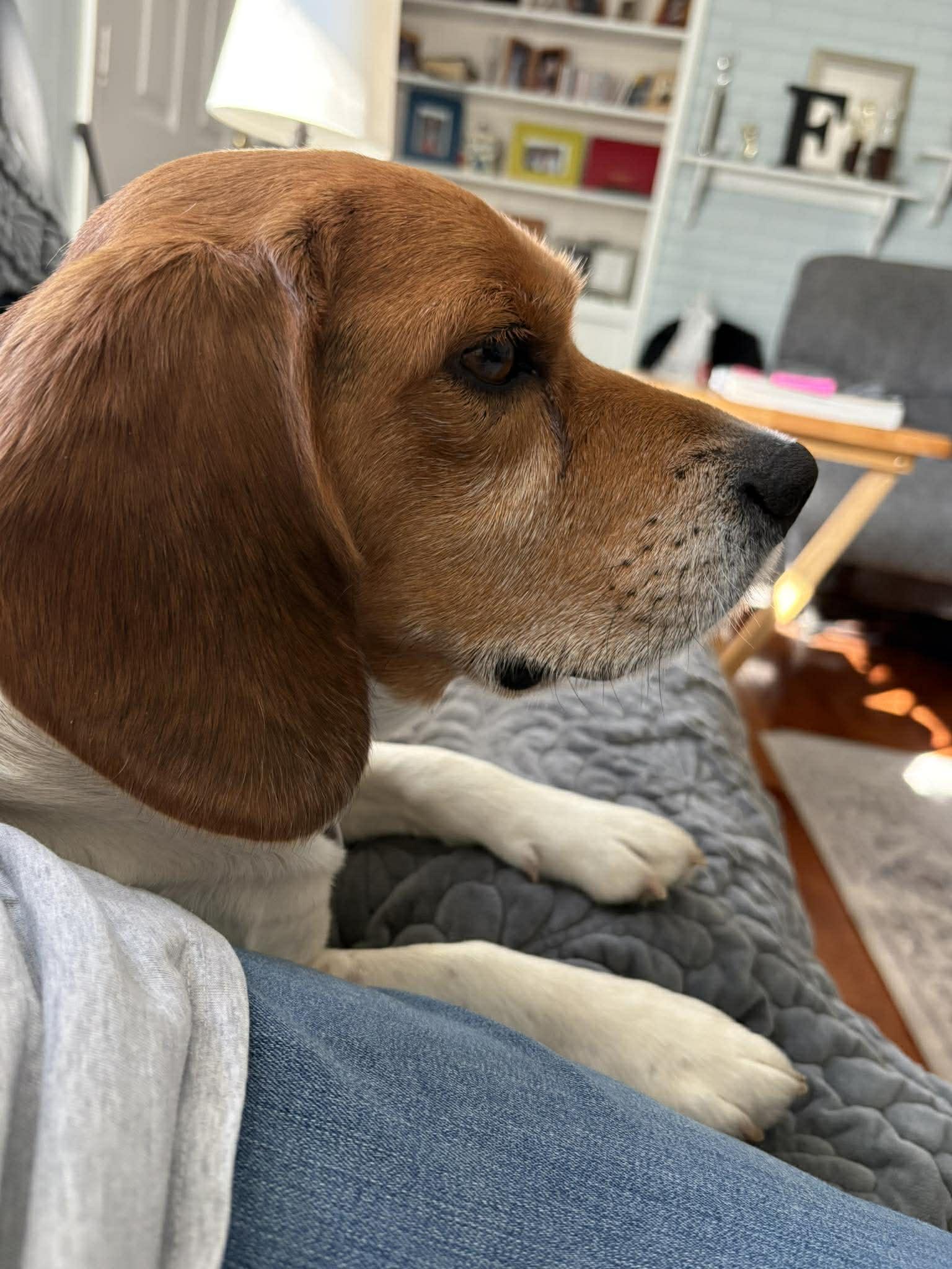 Ray, a Adoptable Beagle in TULSA, OK image 1/6